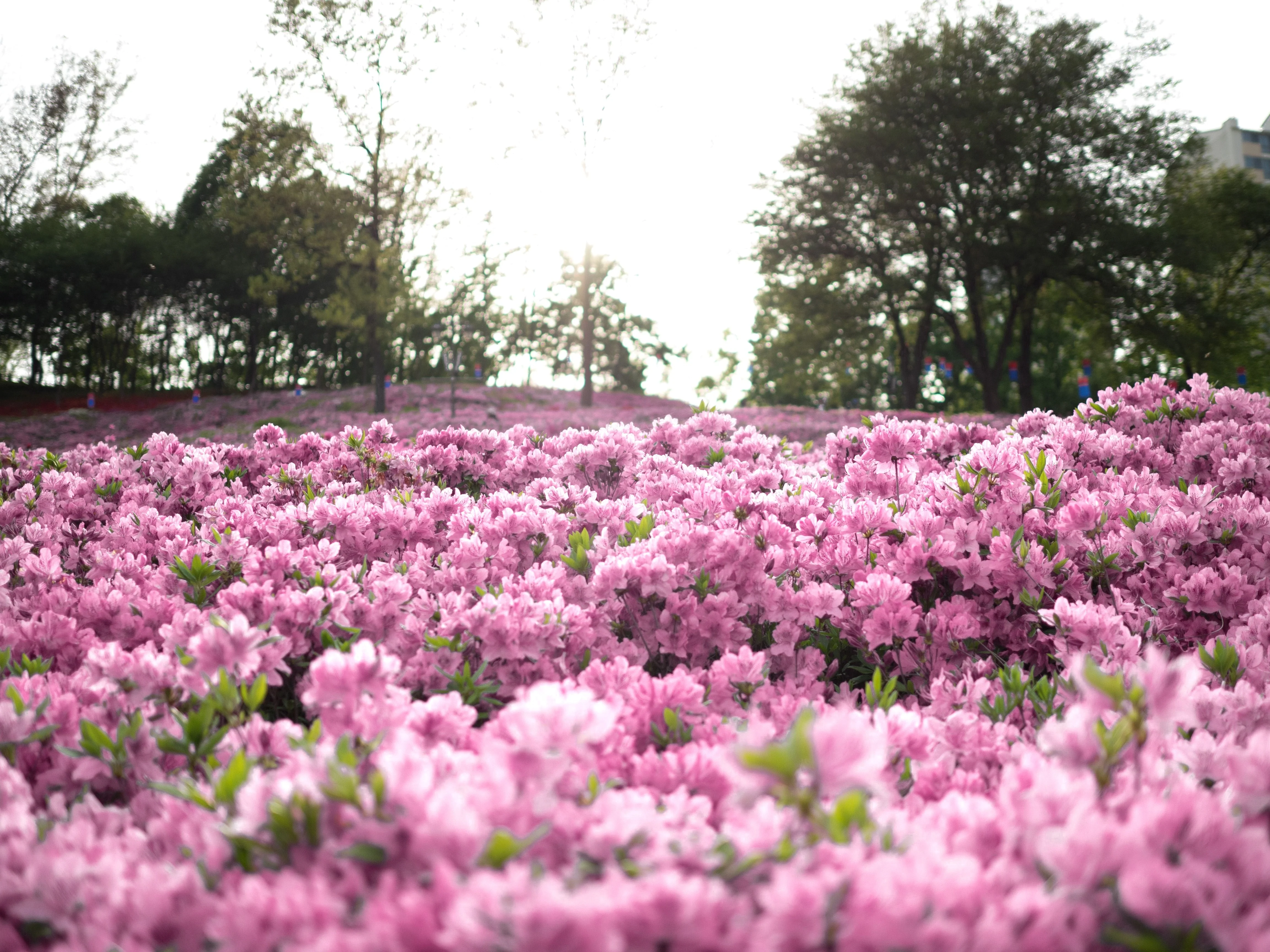 50 PINK ROYAL AZALEA Rhododendron Schlippenbachii Bush Shrub Flower Seeds - Image 8