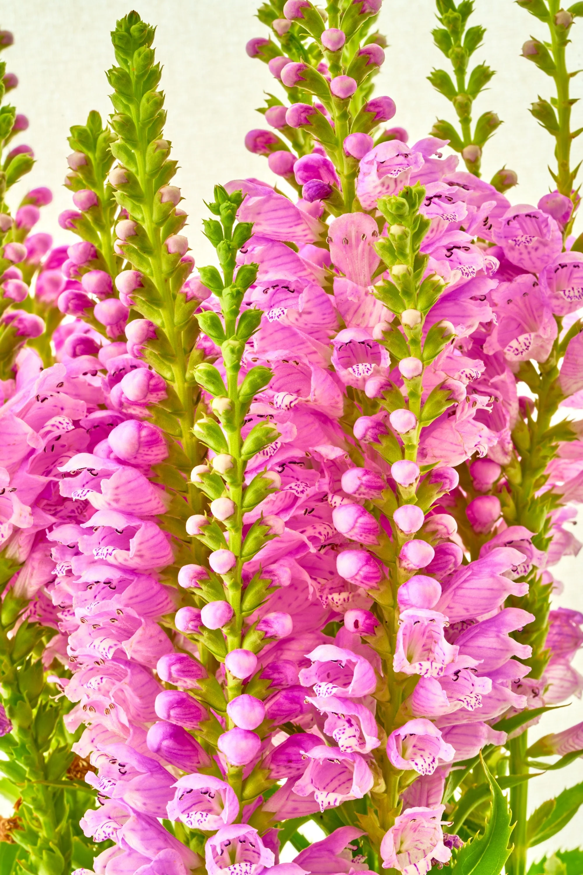 50 PINK Showy OBEDIENT PLANT (False Dragon Head) Physostegia Virginiana Flower Seeds - Image 2
