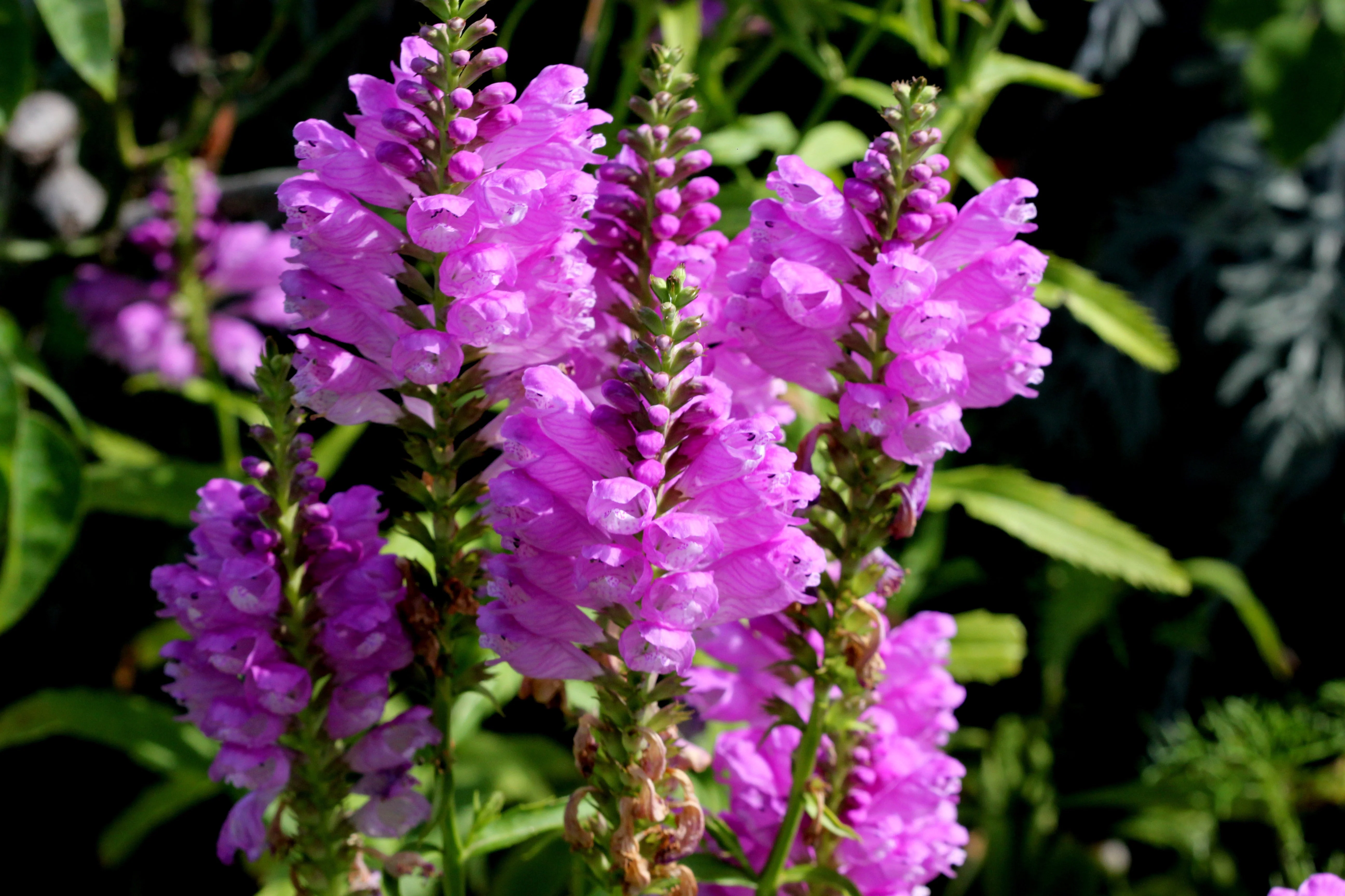 50 PINK Showy OBEDIENT PLANT (False Dragon Head) Physostegia Virginiana Flower Seeds - Image 6