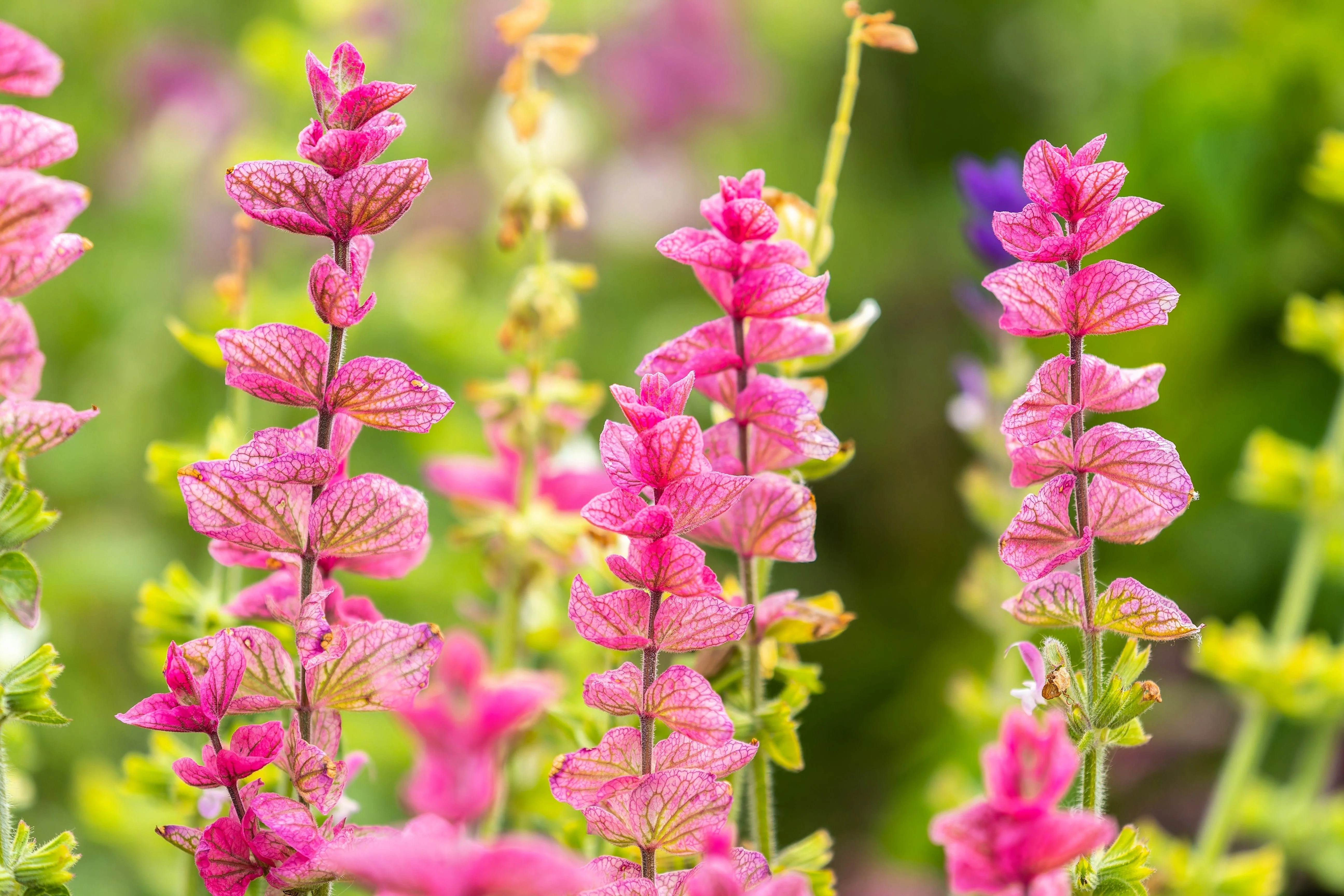 50 'PINK Sundae' Clary SAGE / SALVIA Viridis Horminum Herb Flower Seeds - Image 2