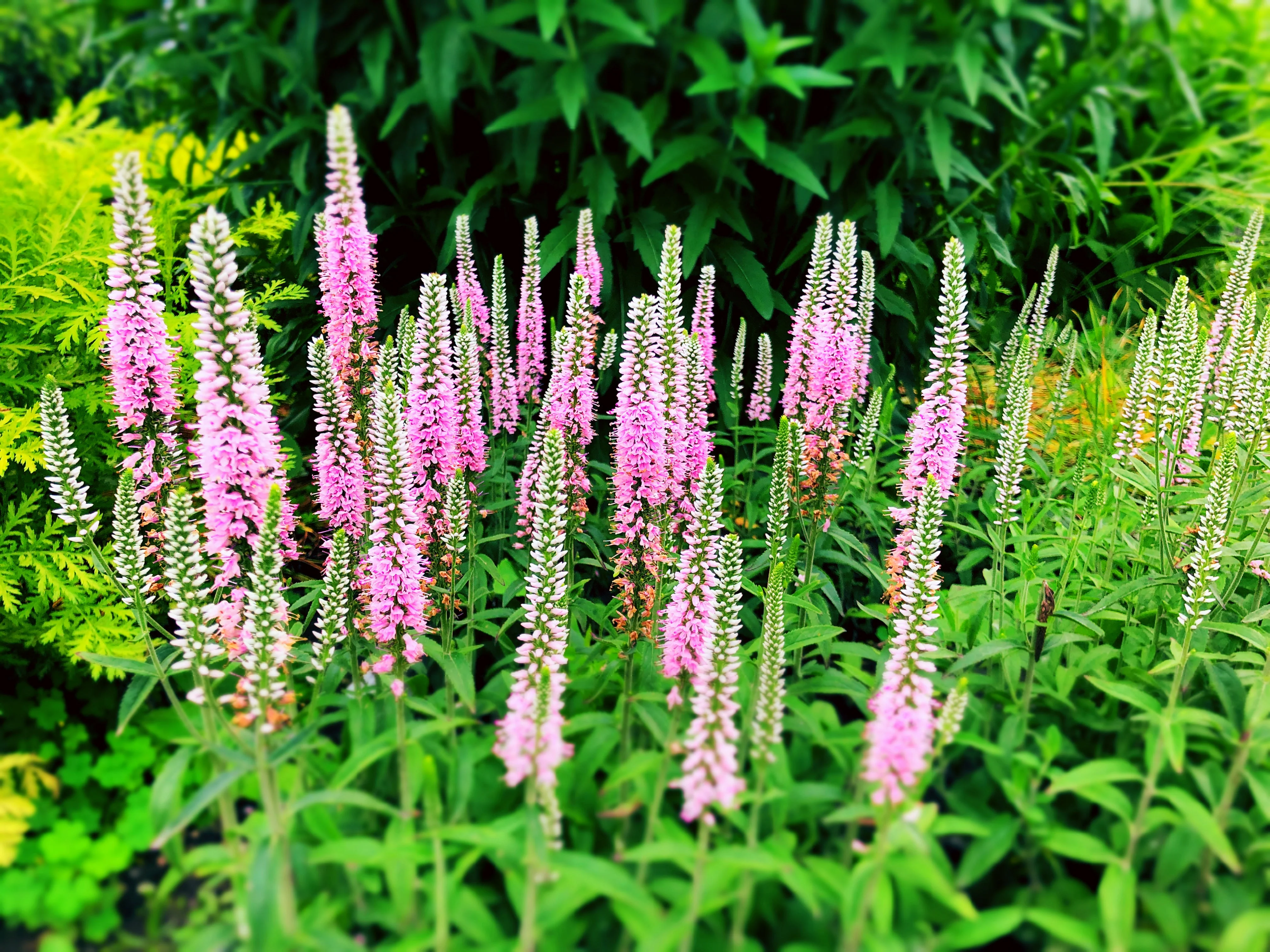 50 Pink VERONICA Longifolia / SPIKE SPEEDWELL Flower Seeds - Image 2