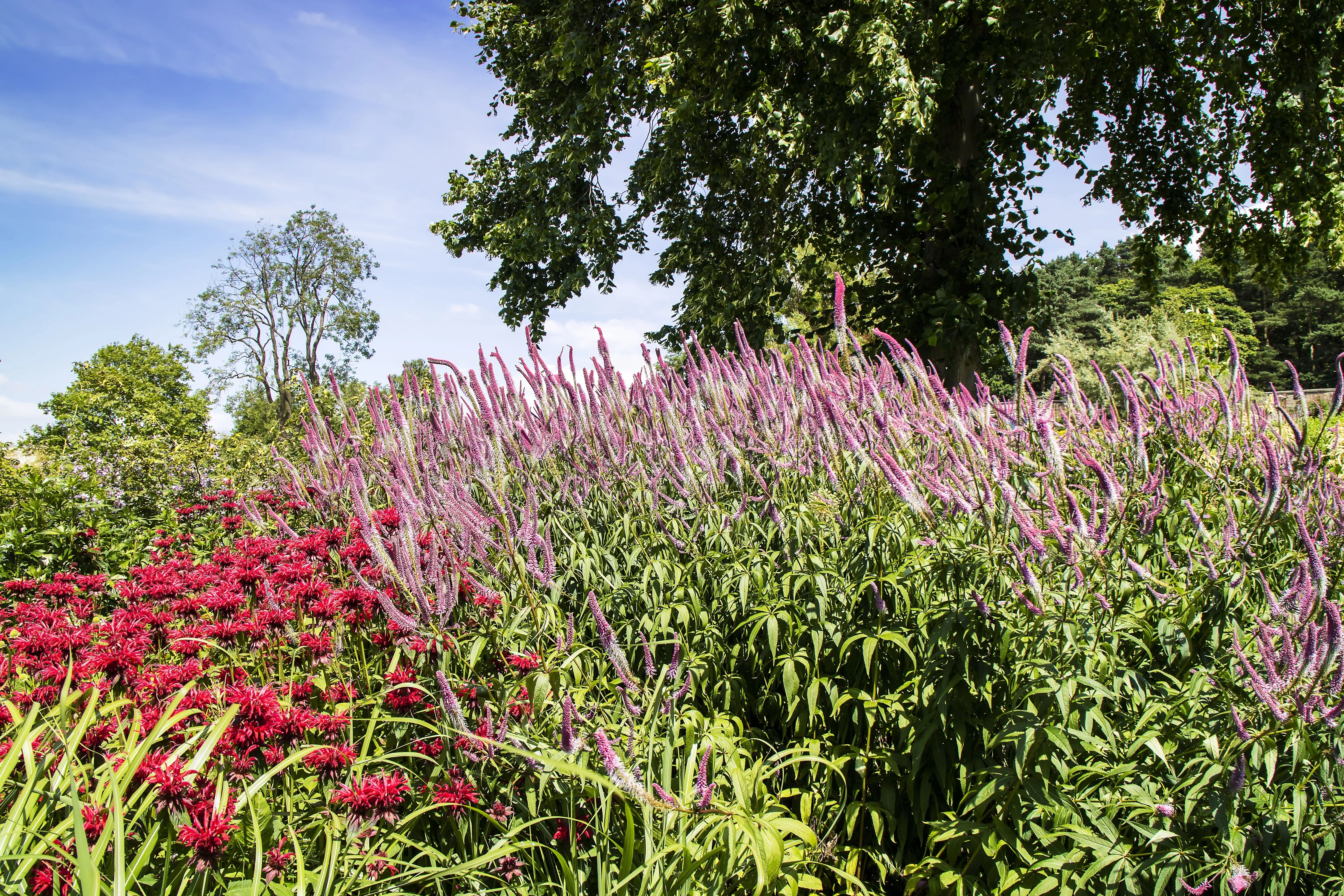 50 Pink VERONICA Longifolia / SPIKE SPEEDWELL Flower Seeds - Image 5