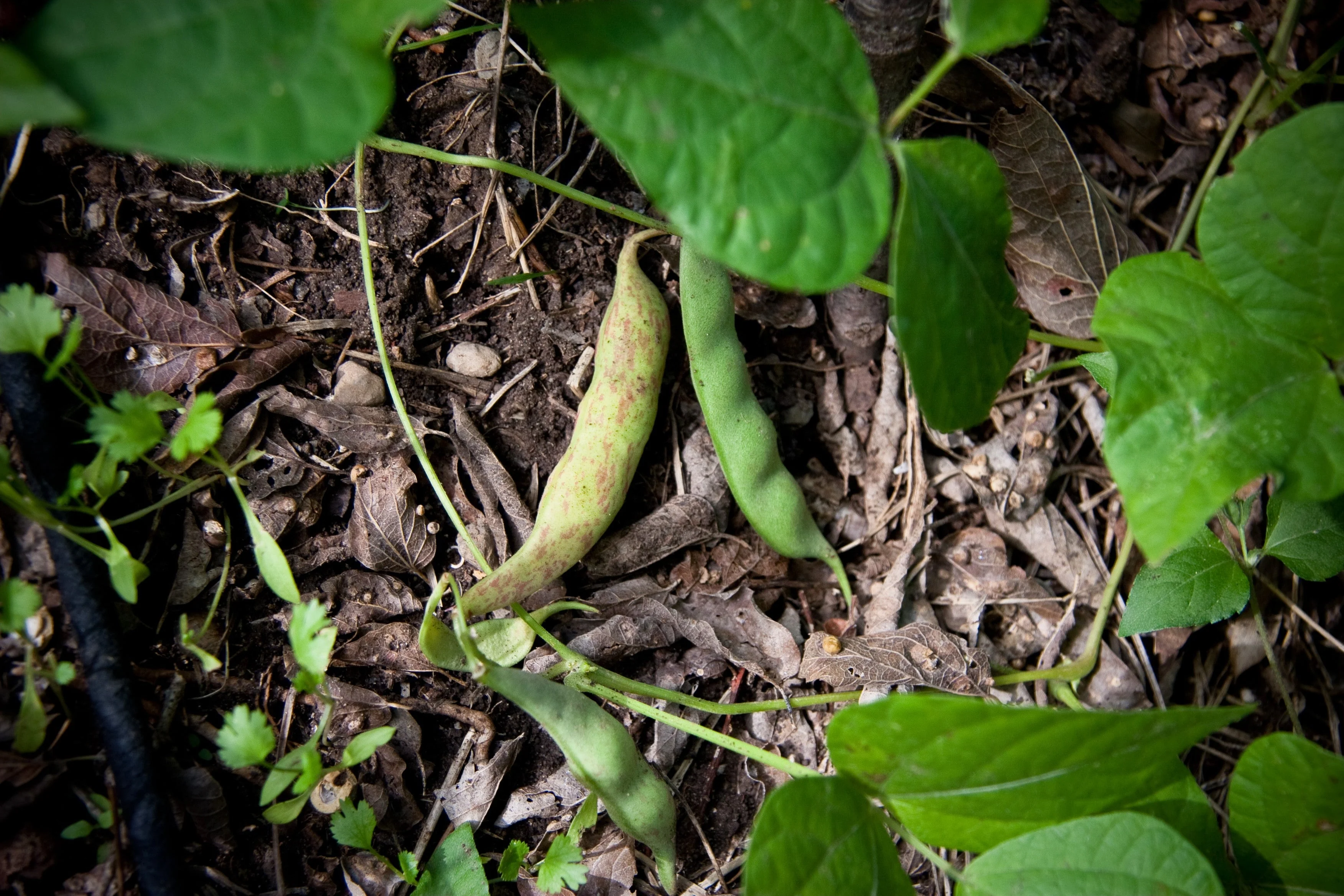 50 PINTO BEAN Phaseolus Vulgaris Vegetable Seeds - Image 3