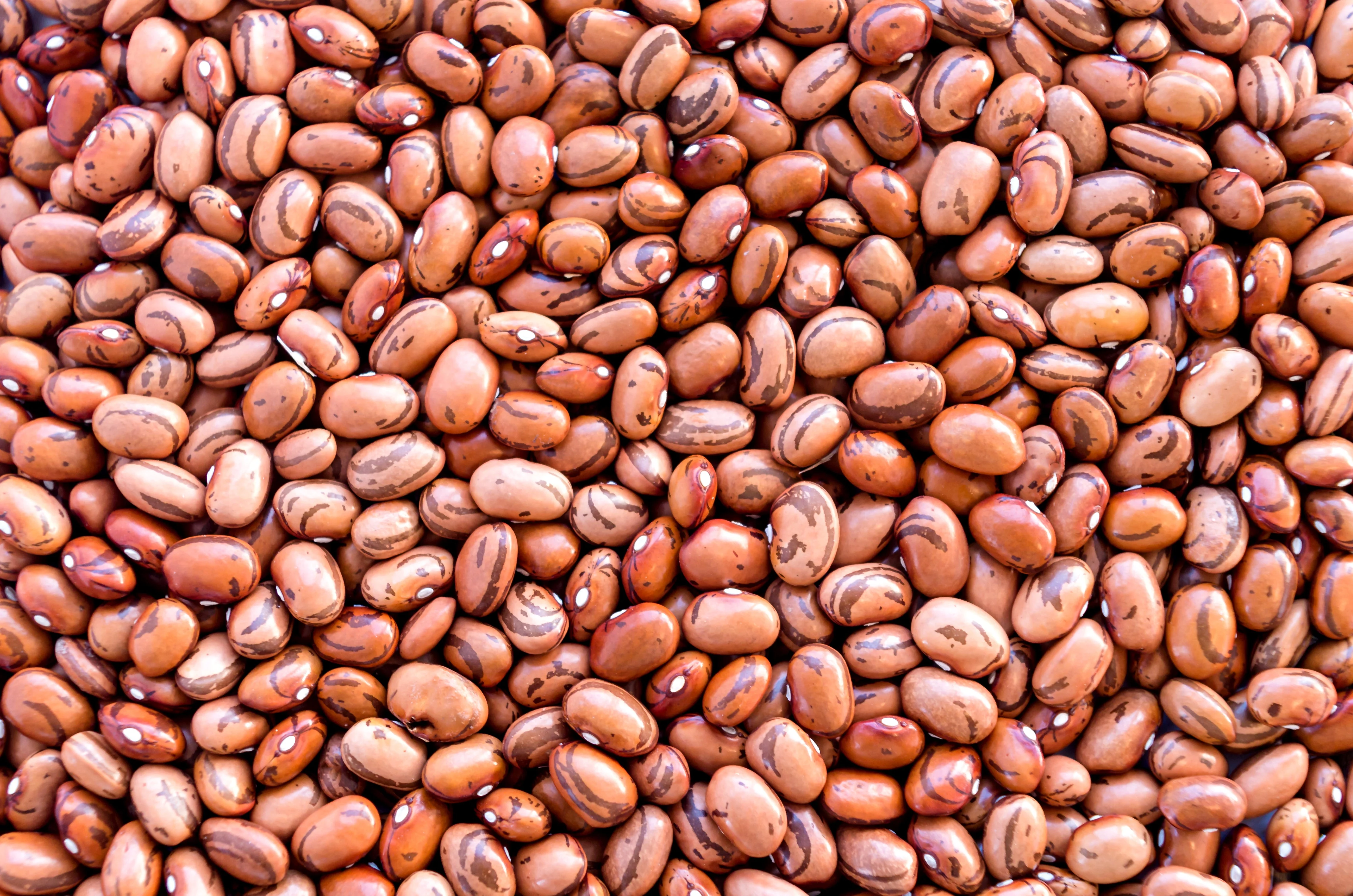 50 PINTO BEAN Phaseolus Vulgaris Vegetable Seeds - Image 6