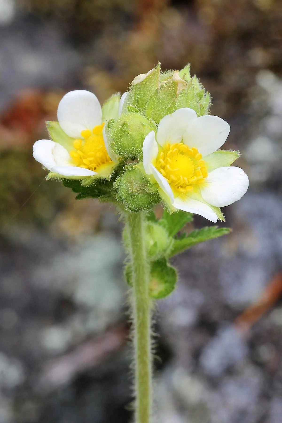 50 PRAIRIE CINQUEFOIL Tall Potentilla Drymocallis Arguta White Pale Yellow Native Flower Seeds - Image 4