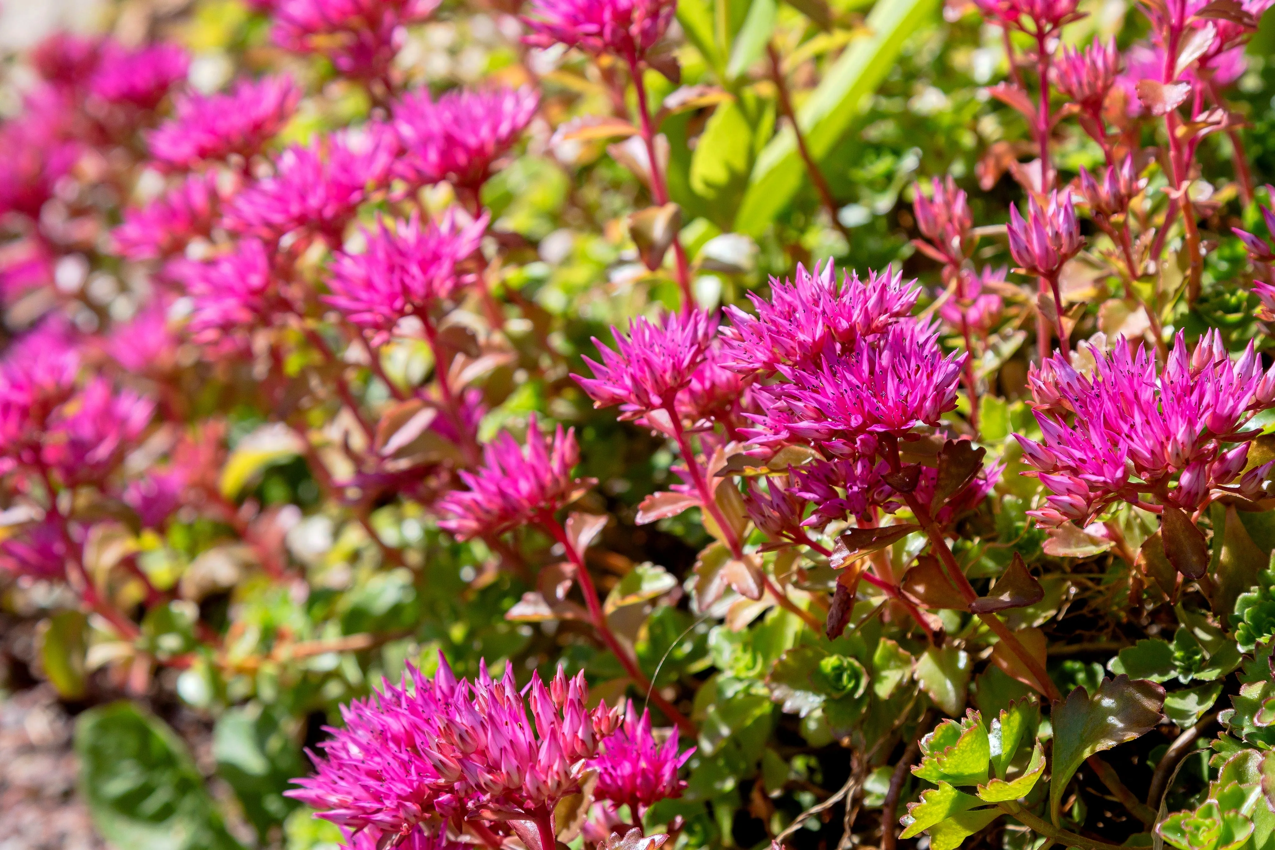 50 PURPLE CARPET SEDUM Spurium Coccineum Groundcover Flower Seeds - Image 9