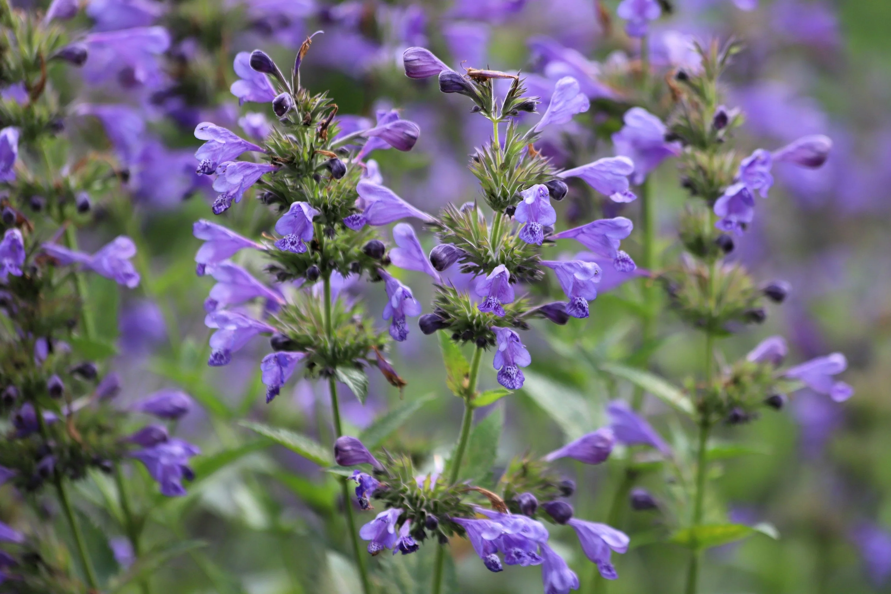 50 Purple False Dragon DRAGONS HEAD Obedient Plant Dracocephalum Flower Seeds - Image 3