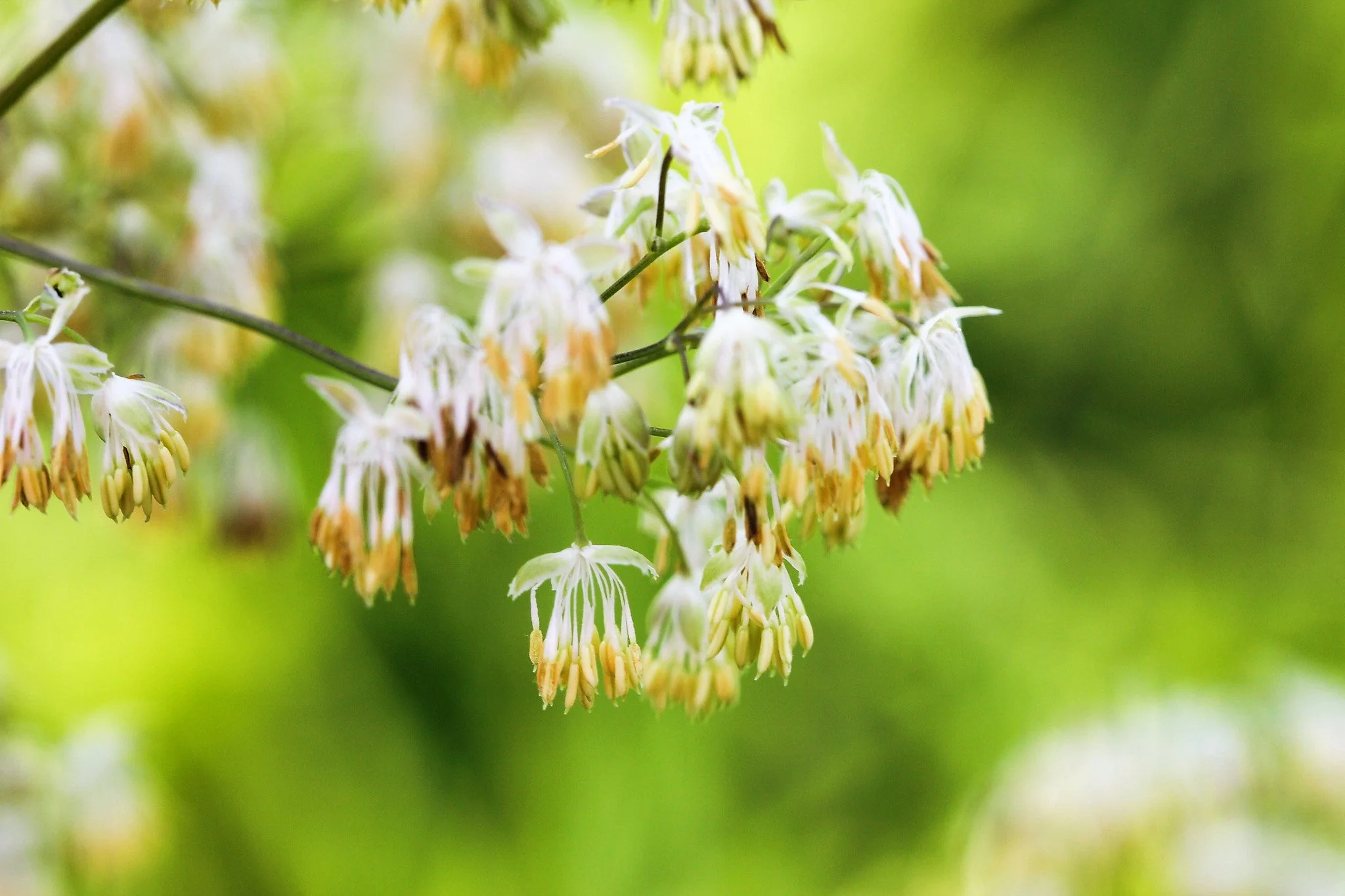 50 PURPLE MEADOW RUE Thalictrum Dasycarpum White & Yellow Flower Herb Seeds - Image 2