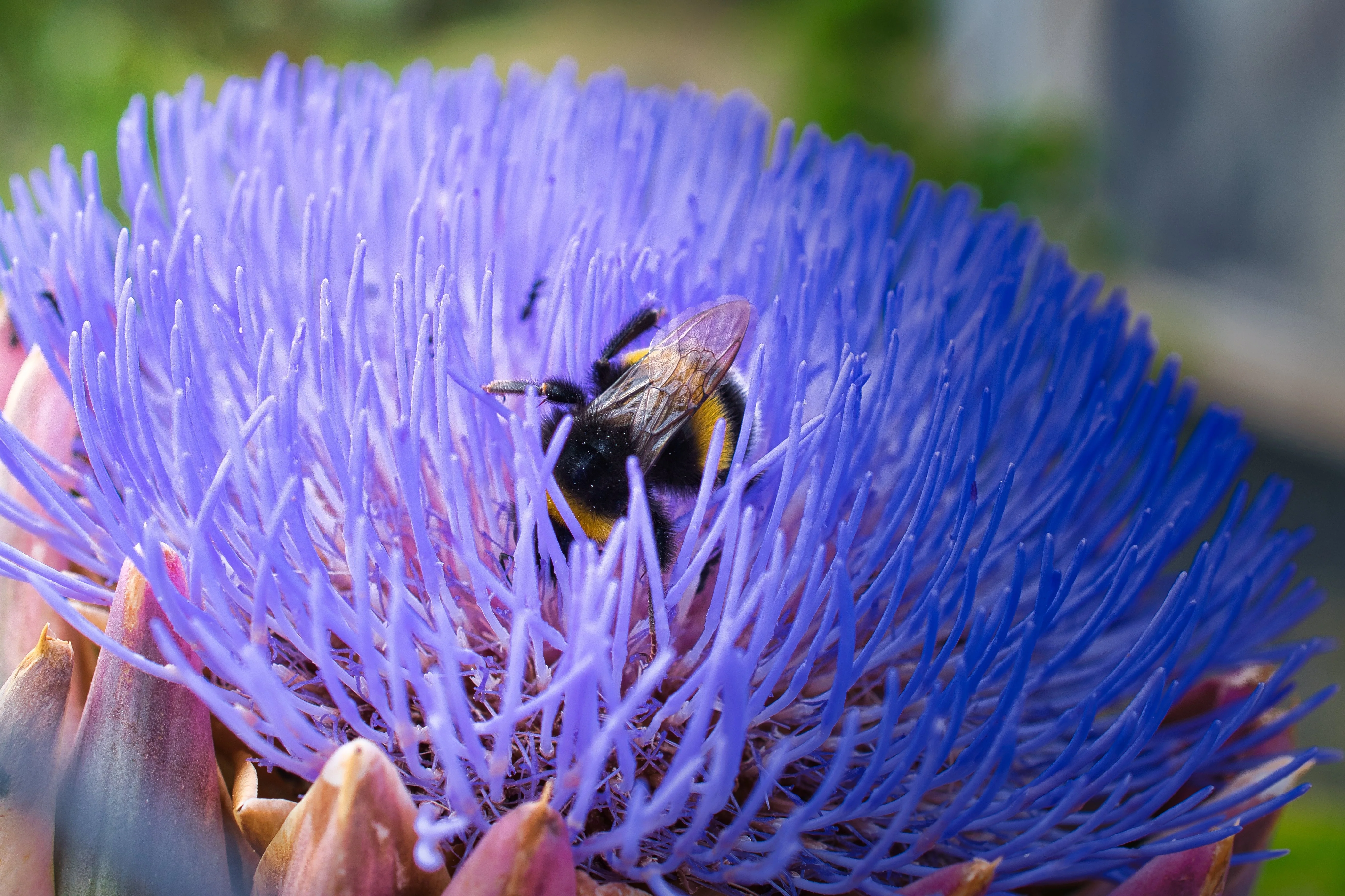 50 PURPLE ROMAGNA ARTICHOKE Italian Cynara Scolymus Flower Vegetable Seeds - Image 3