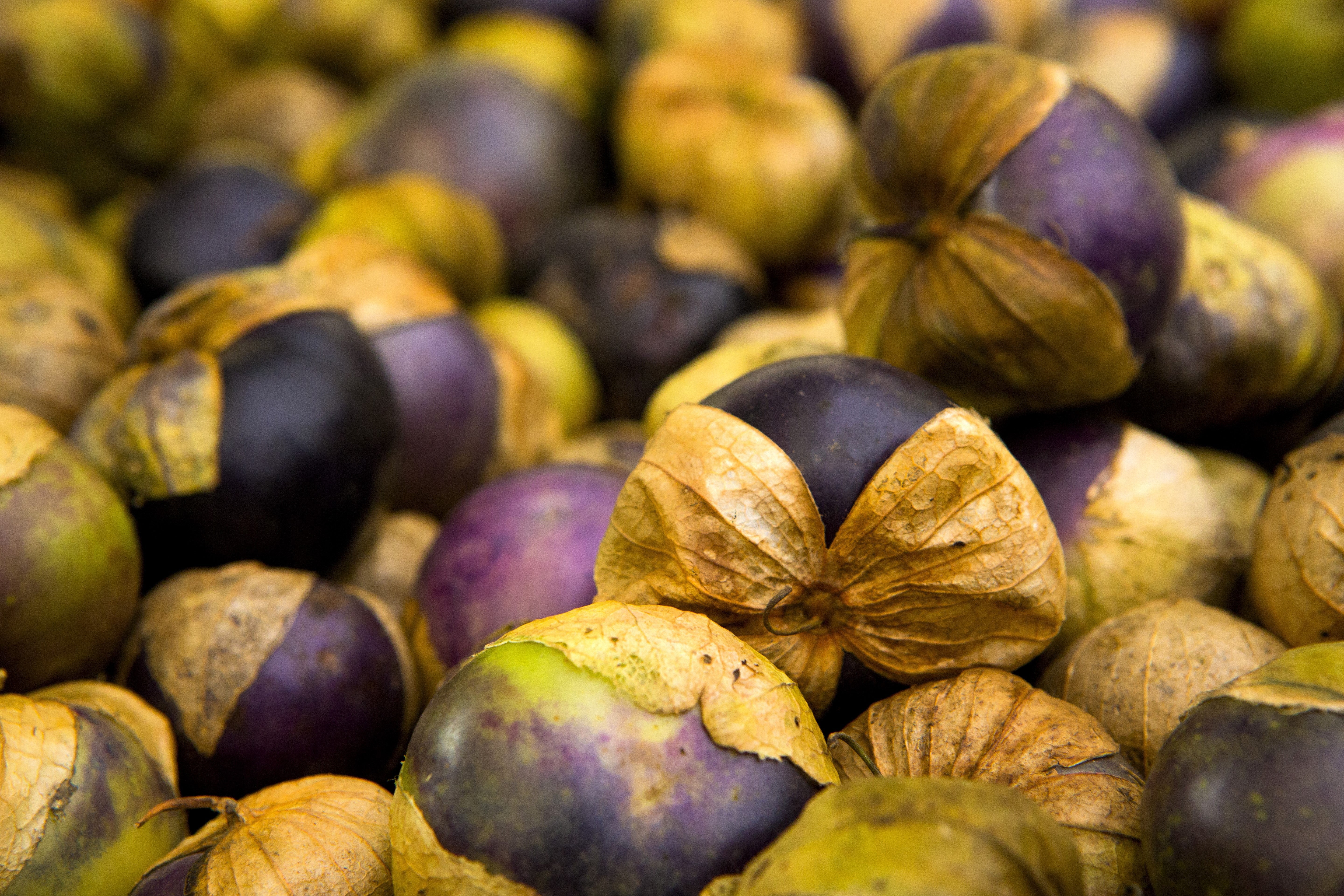 50 PURPLE TOMATILLO Husk Tomato Physalis Ixocarpa Fruit Vegetable Seeds - Image 4
