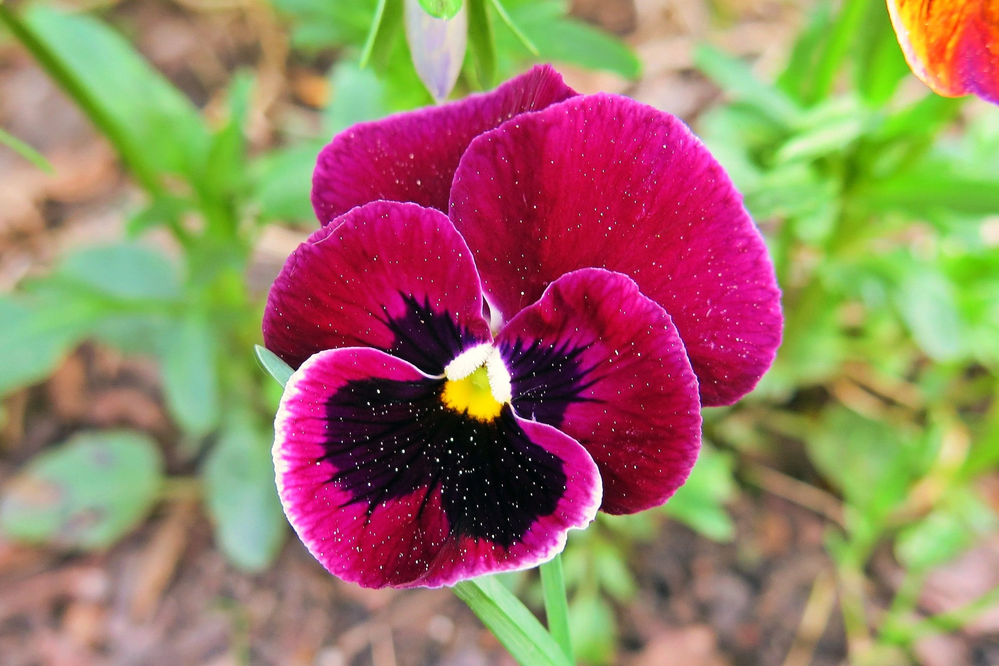 50 RASPBERRY BLOTCH PANSY Swiss Giant Viola Wittrockiana Pink Flower Seeds - Image 3