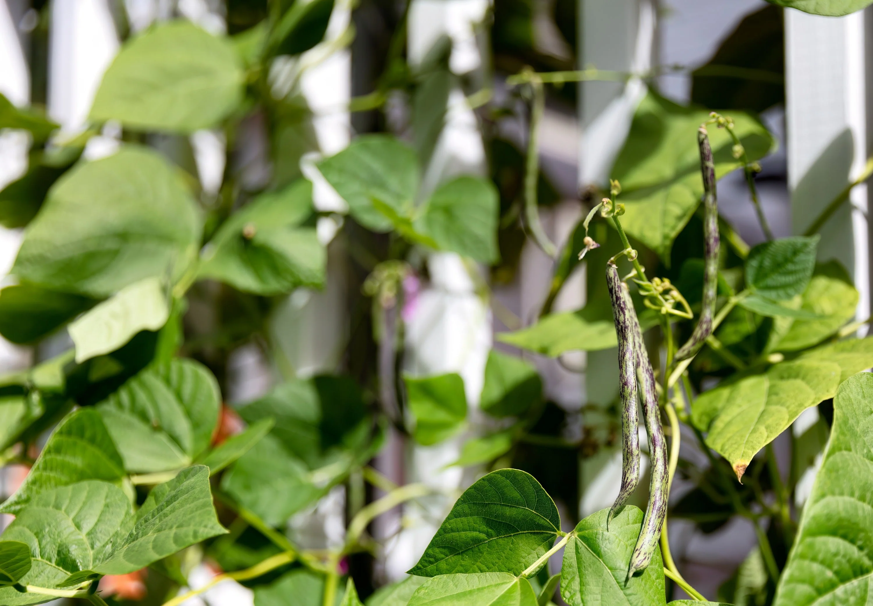 50 RATTLESNAKE POLE BEAN Stringless Purple Phaseolus Vulgaris Vegetable Seeds - Image 4