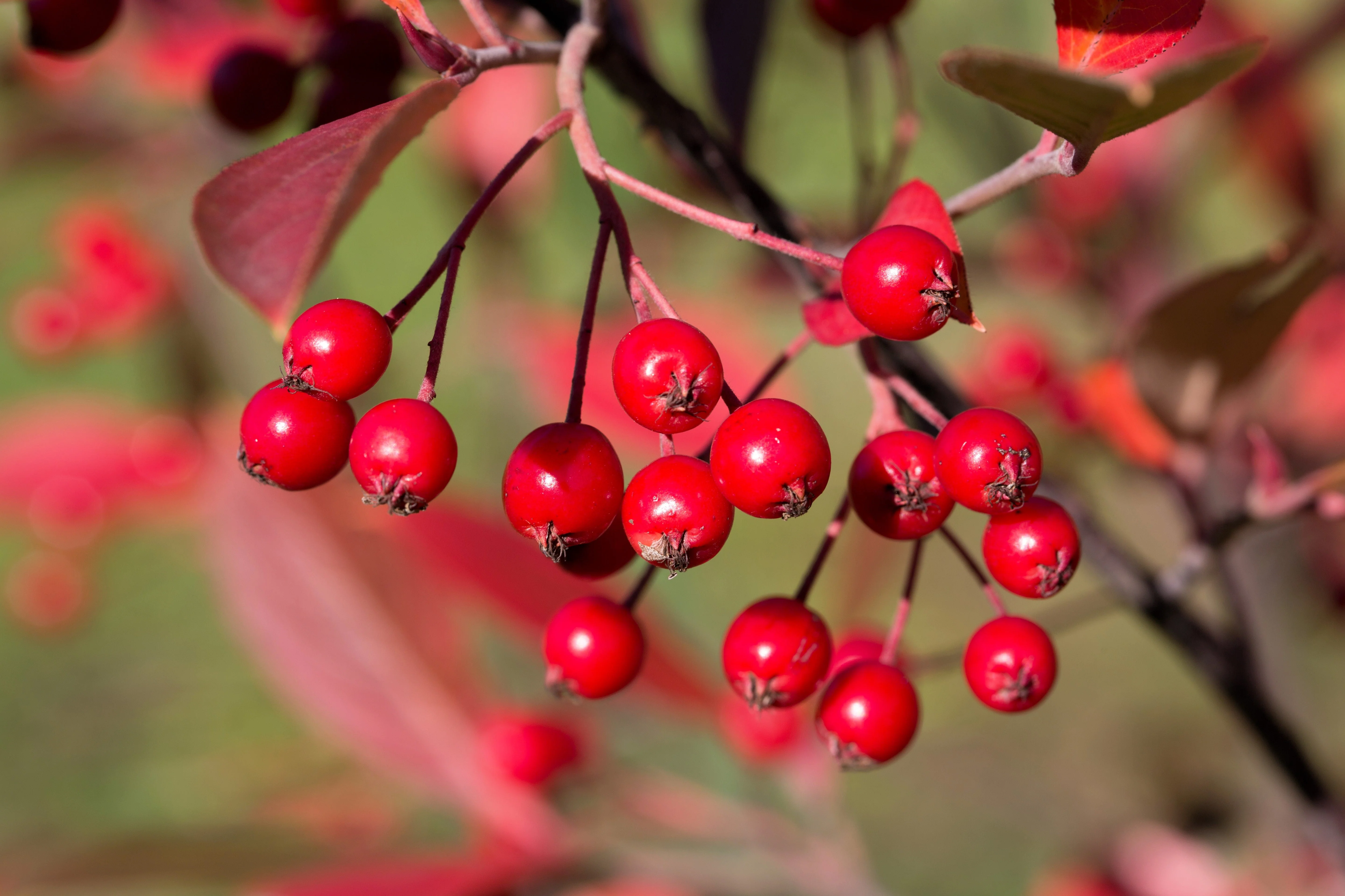 50 RED CHOKEBERRY Aronia Arbutifolia White Flower Fruit Shrub Seeds - Image 6
