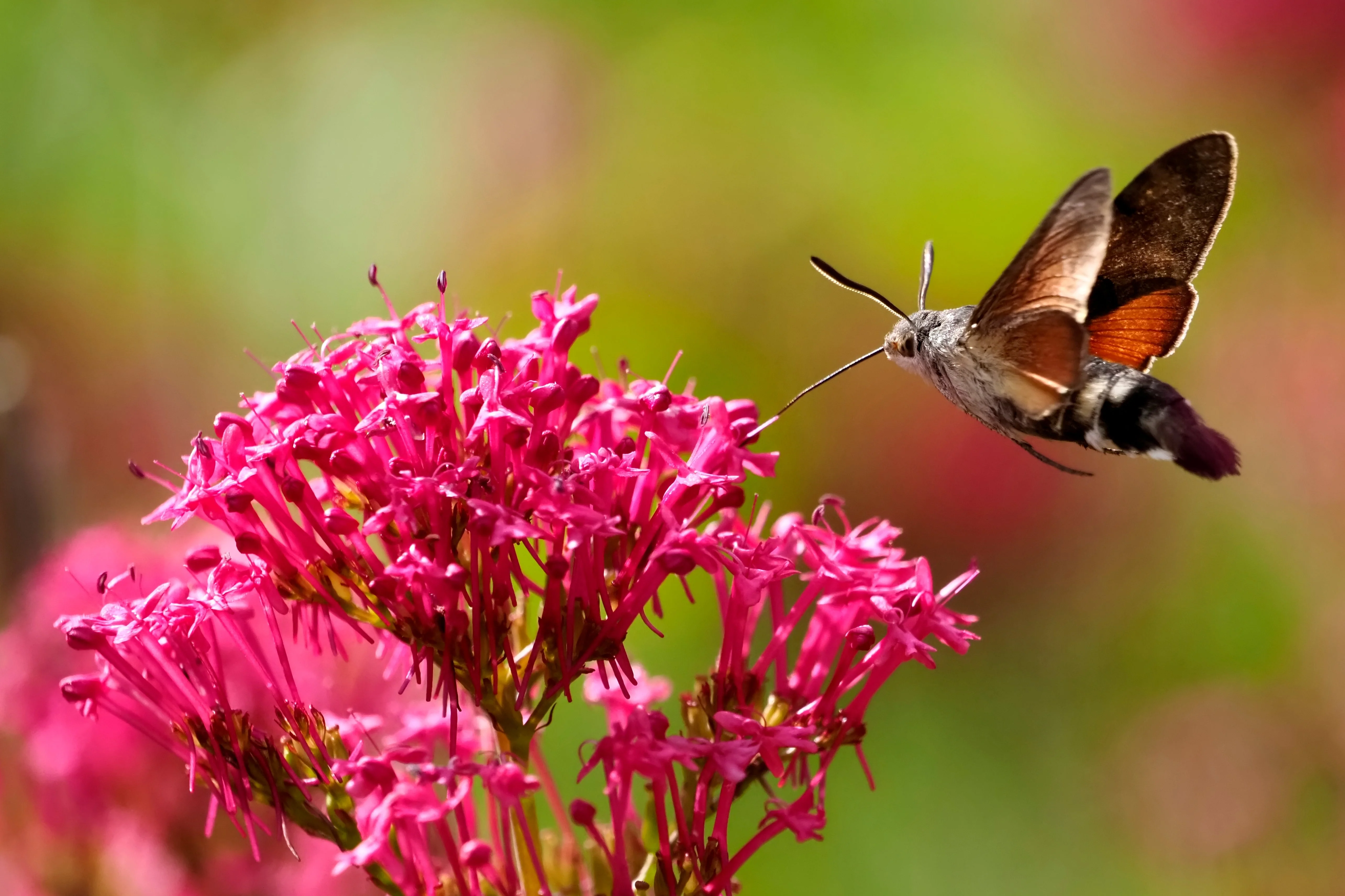 50 RED JUPITER'S BEARD Valerian Keys of Heaven Centranthus Ruber Flower Seeds - Image 5