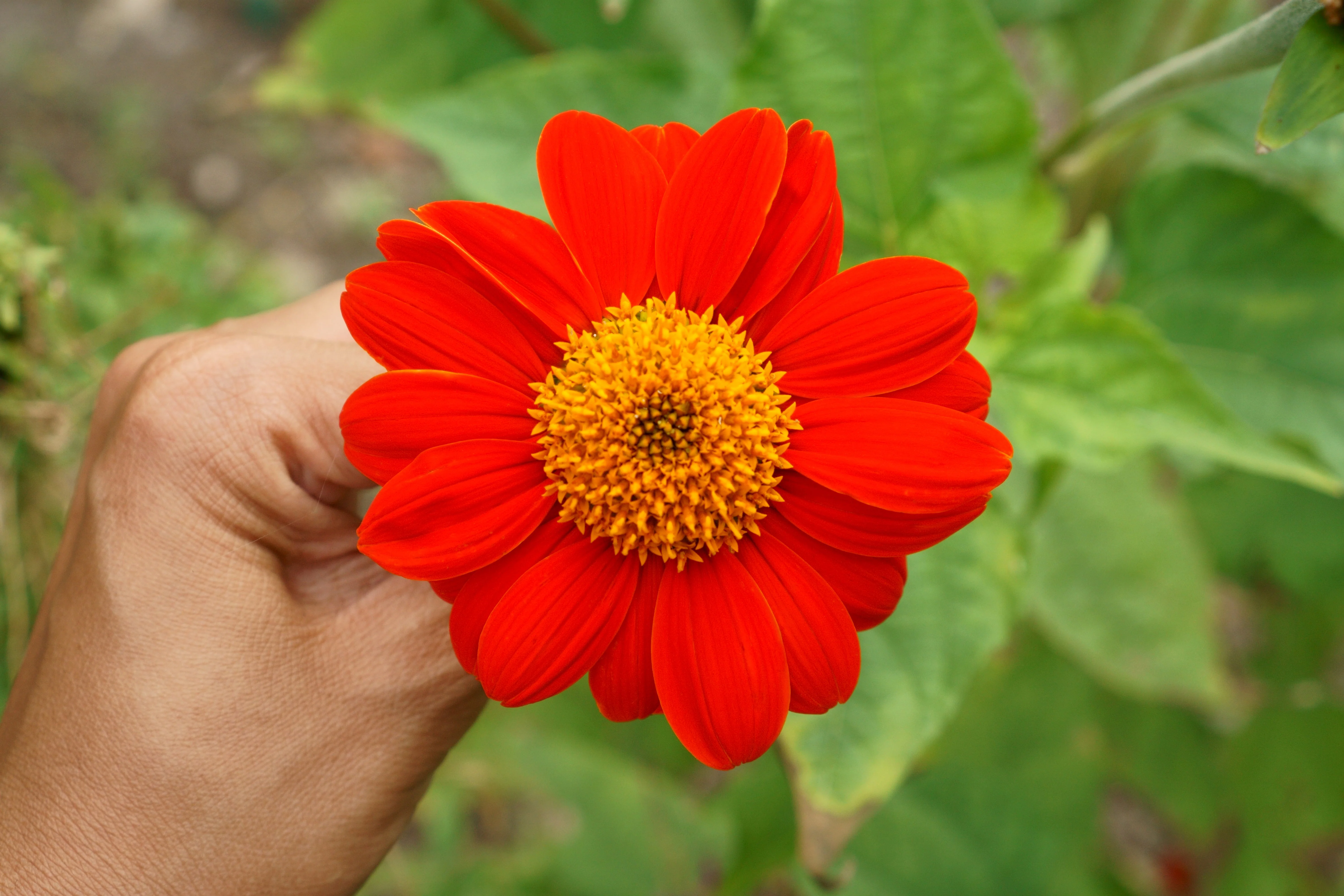 50 RED MEXICAN Torch SUNFLOWER Tithonia Rotundifolia Red Orange Flower Seeds - Image 5