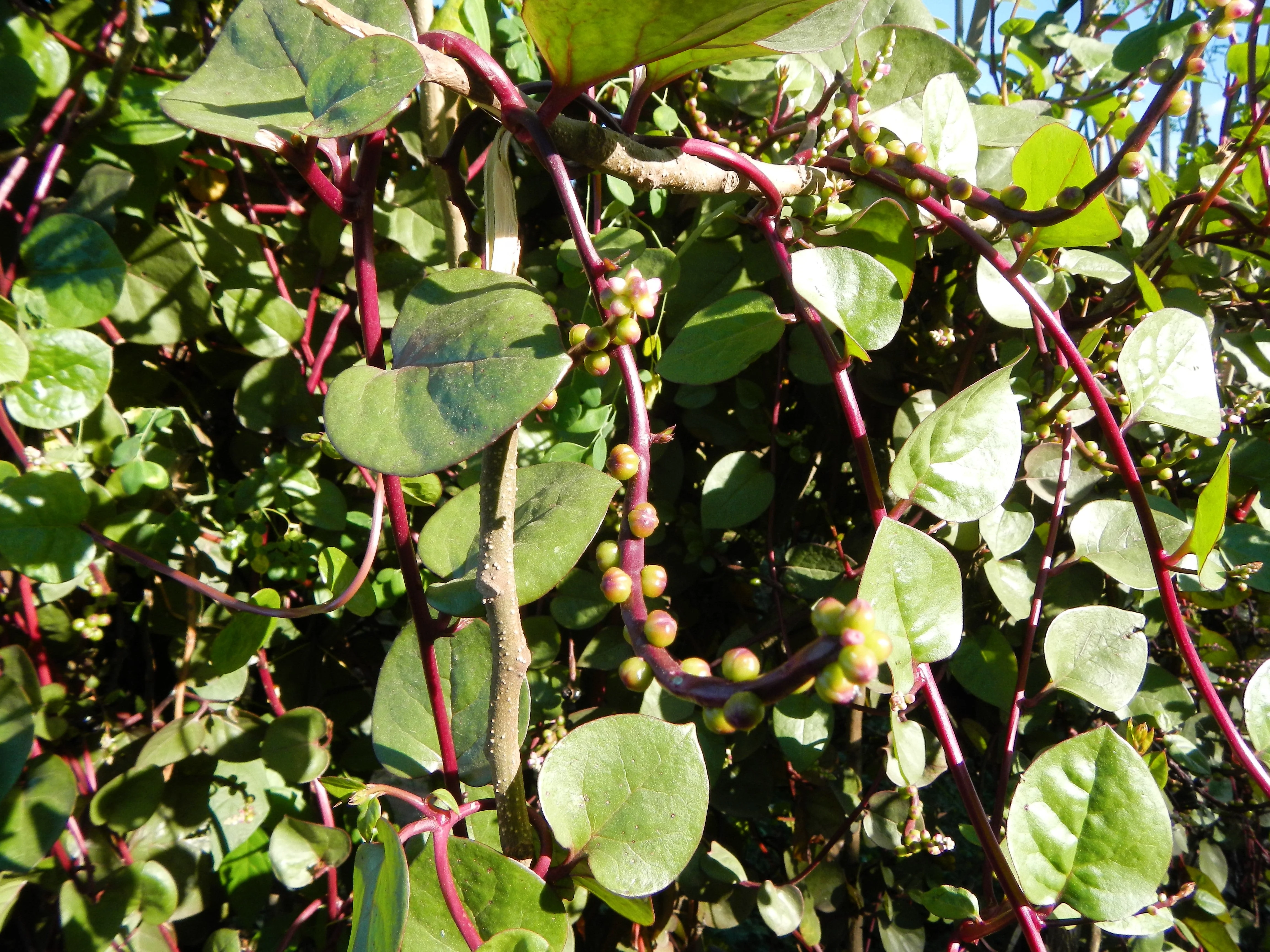 50 RED Stem MALABAR SPINACH Red Vine Ceylon Basella Alba Rubra Vegetable Seeds - Image 14