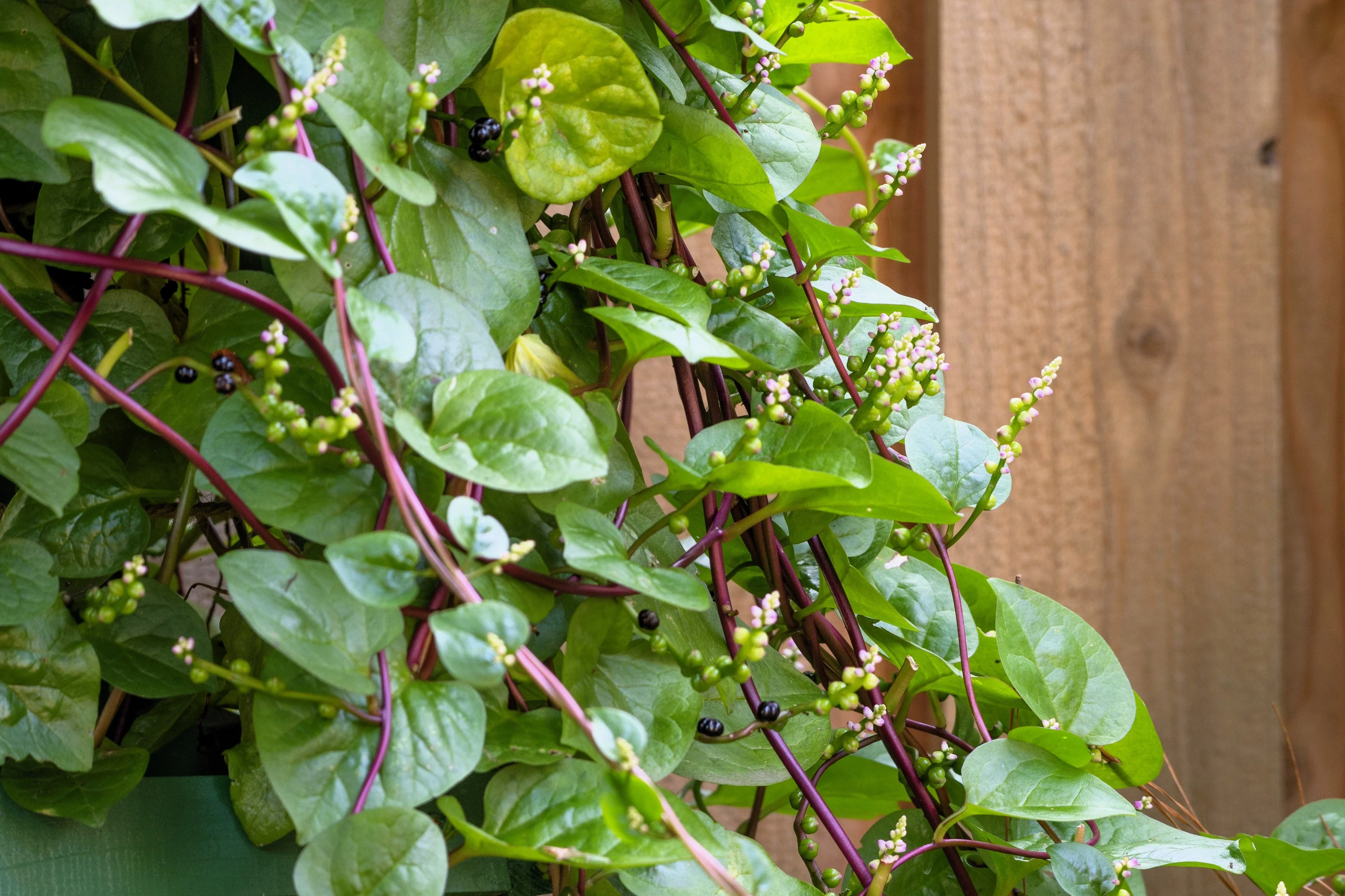 50 RED Stem MALABAR SPINACH Red Vine Ceylon Basella Alba Rubra Vegetable Seeds - Image 4
