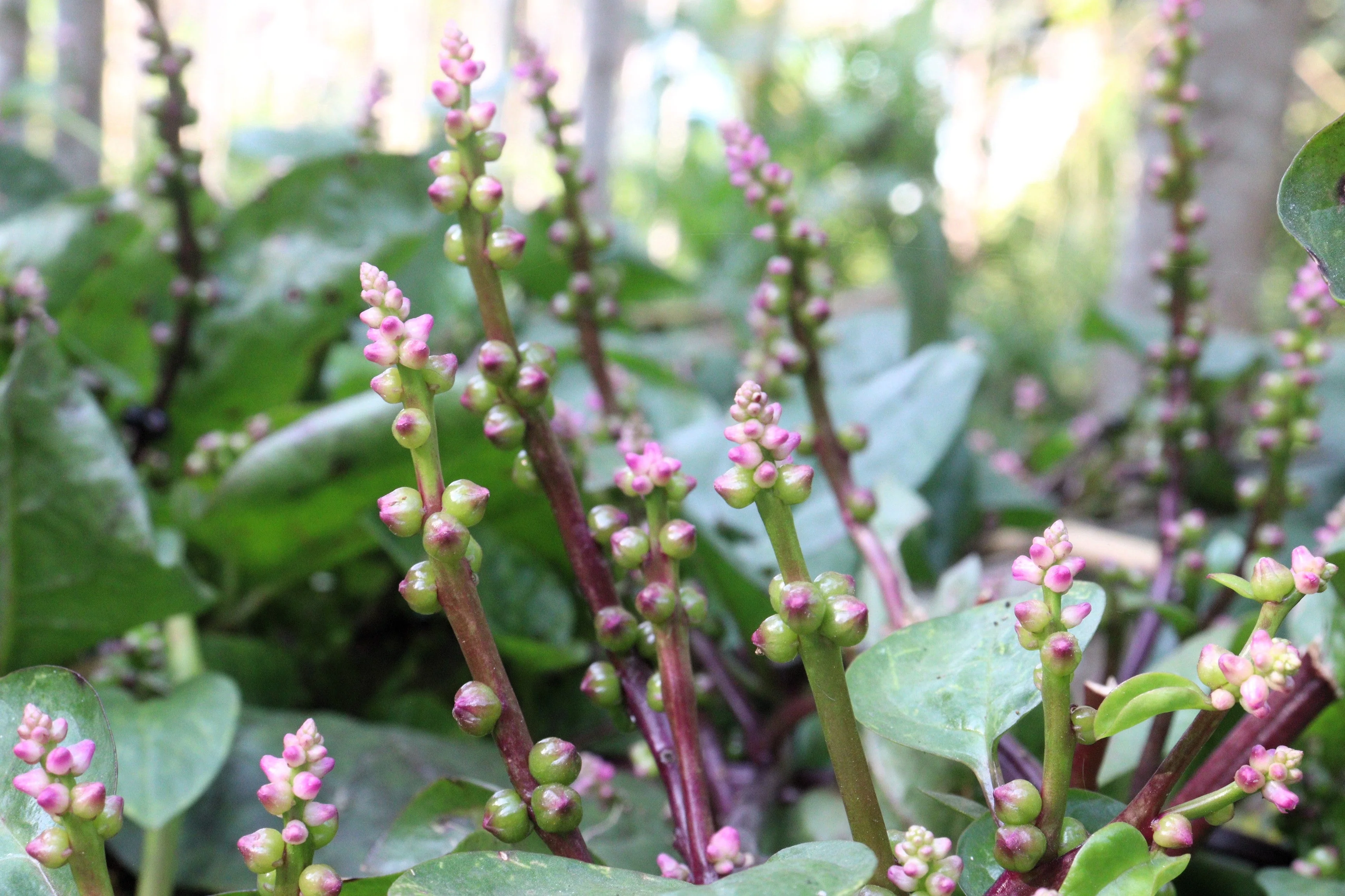 50 RED Stem MALABAR SPINACH Red Vine Ceylon Basella Alba Rubra Vegetable Seeds - Image 7