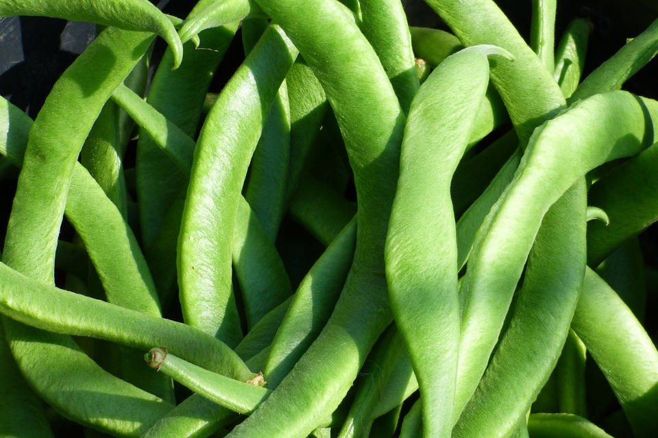 50 ROMA Italian GREEN BEAN Phaseolus Vulgaris Vegetable Seeds - Image 2