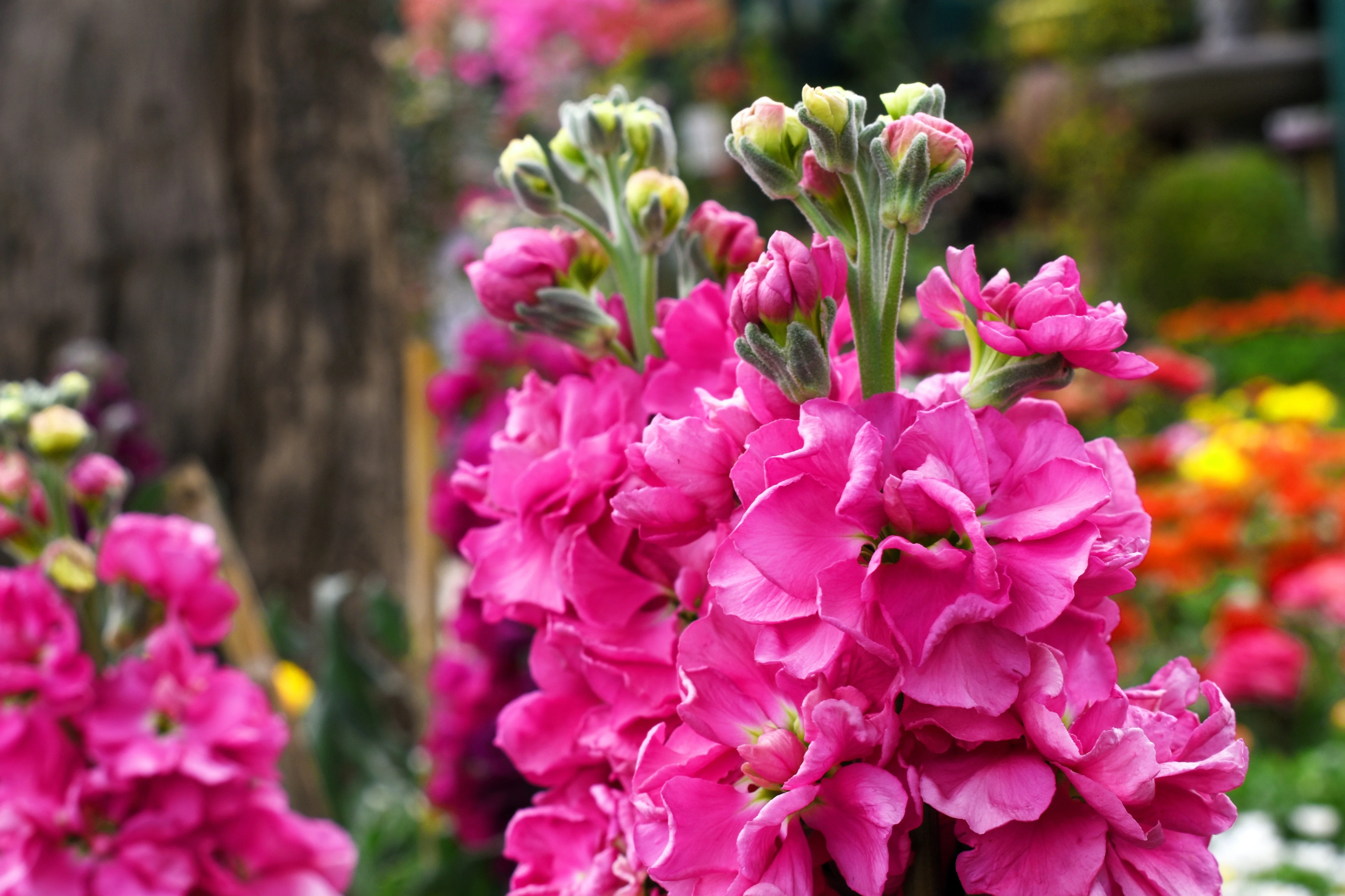 50 Rose PINK STOCK Matthiola Incana Ten-Week Gillyflower Seeds - Image 11