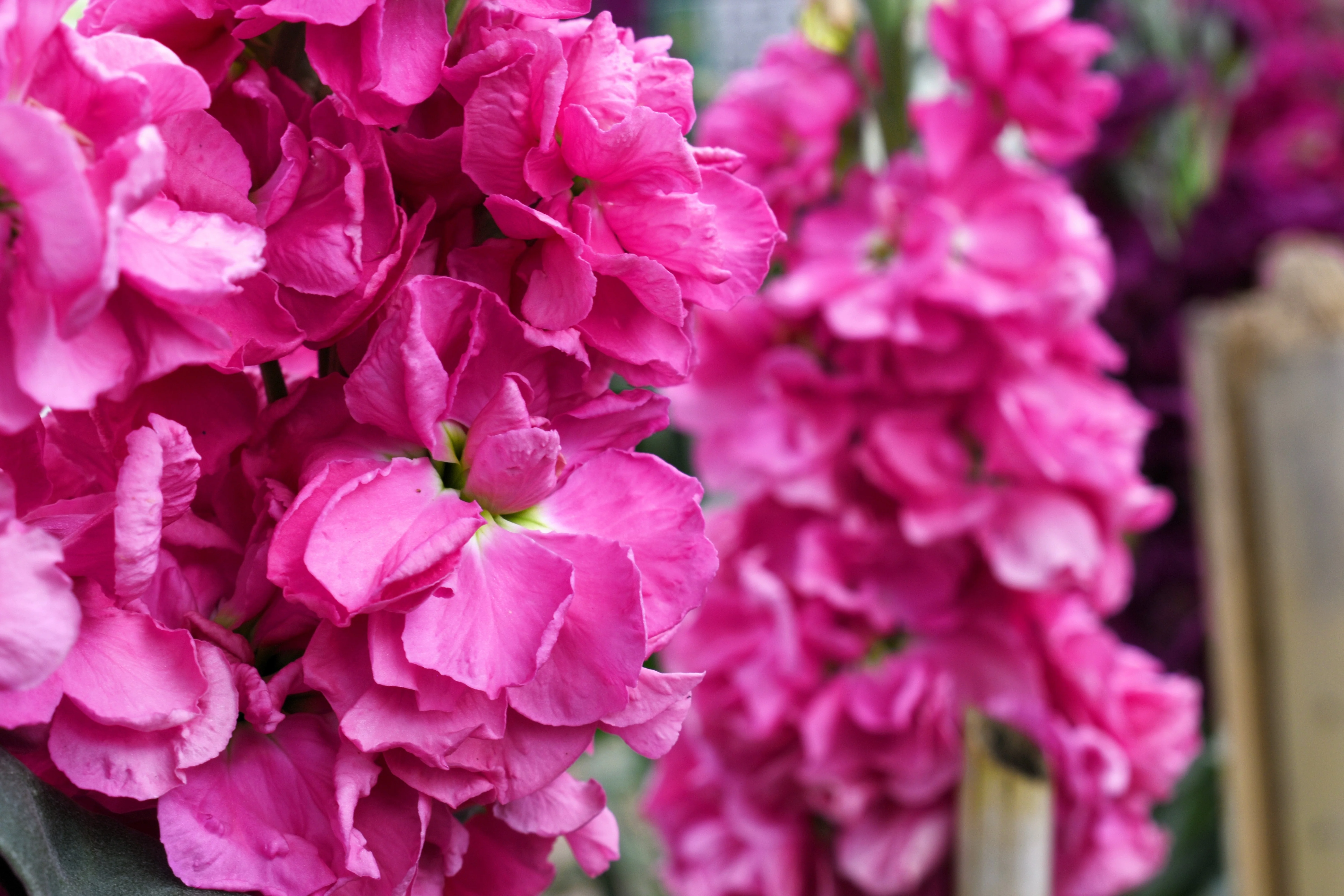 50 Rose PINK STOCK Matthiola Incana Ten-Week Gillyflower Seeds - Image 7