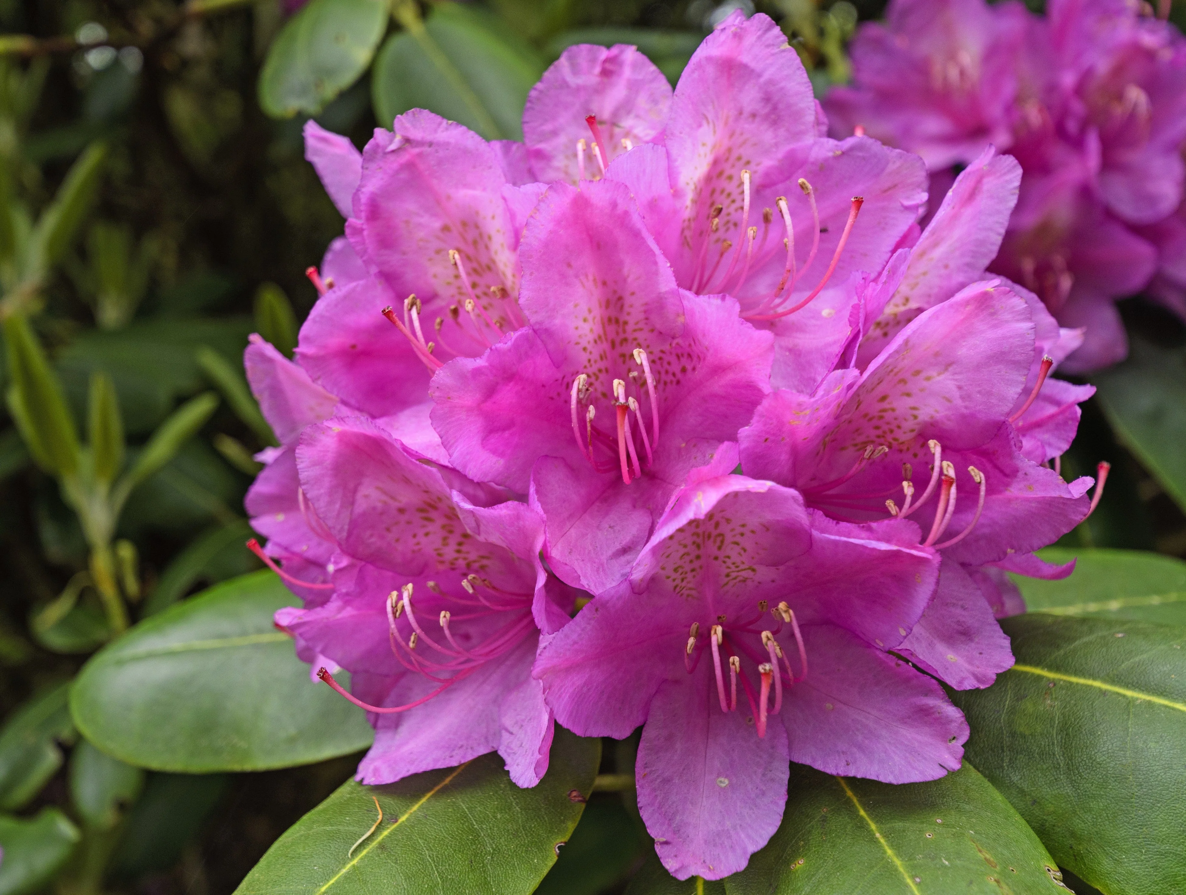 50 Rosebay RHODODENDRON Maximum White Pink Laurel Bush Shrub Flower Seeds - Image 13