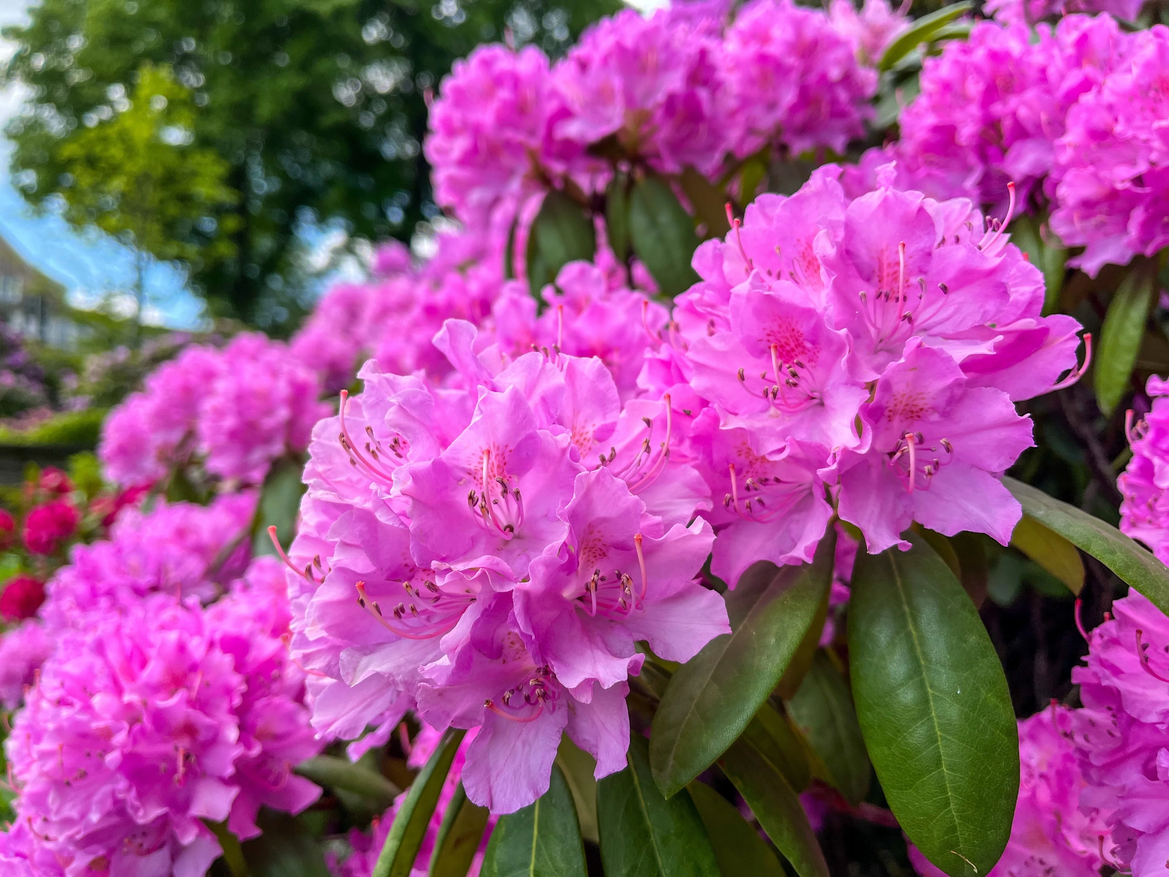 50 Rosebay RHODODENDRON Maximum White Pink Laurel Bush Shrub Flower Seeds - Image 2