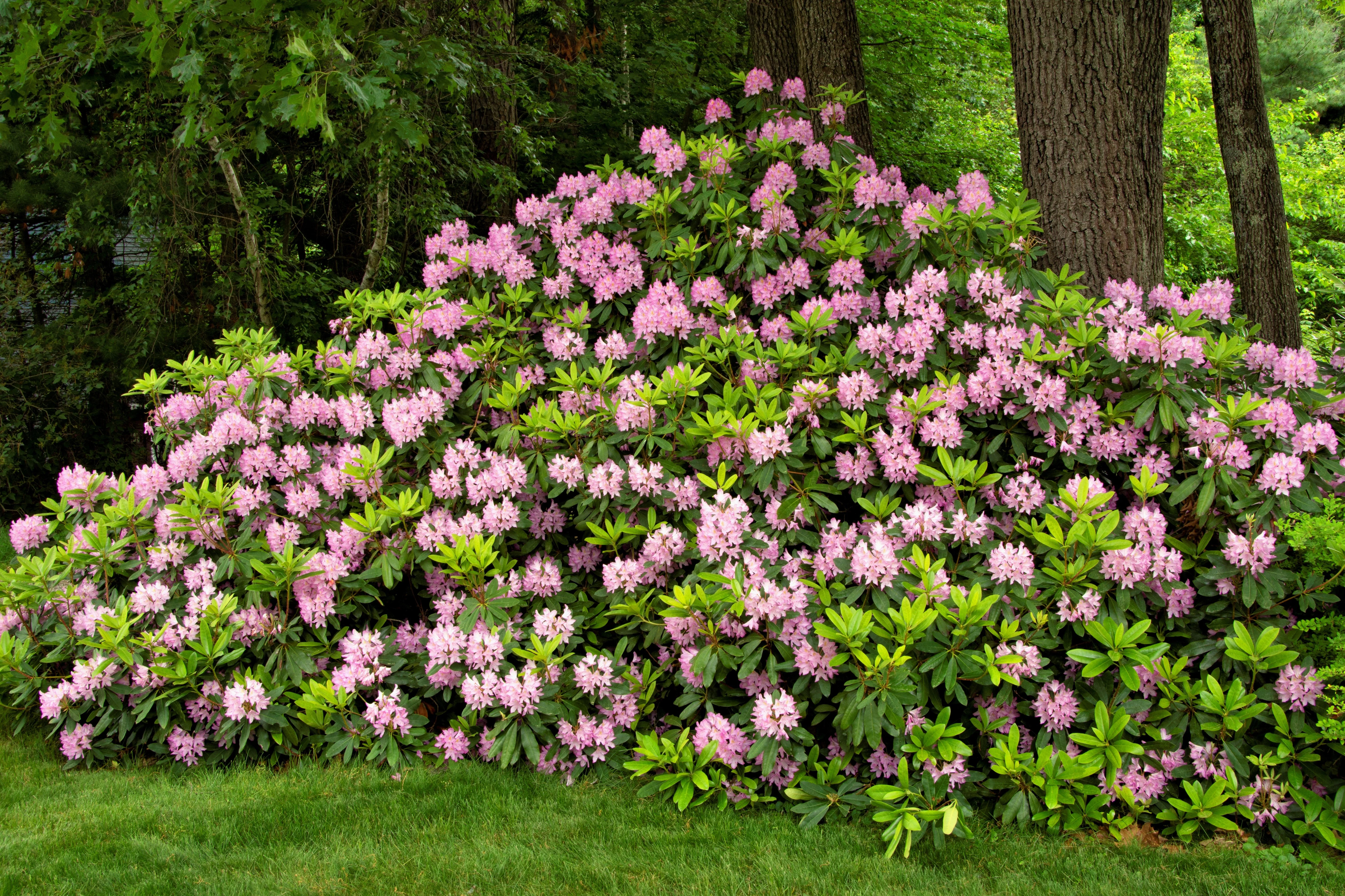 50 Rosebay RHODODENDRON Maximum White Pink Laurel Bush Shrub Flower Seeds - Image 6