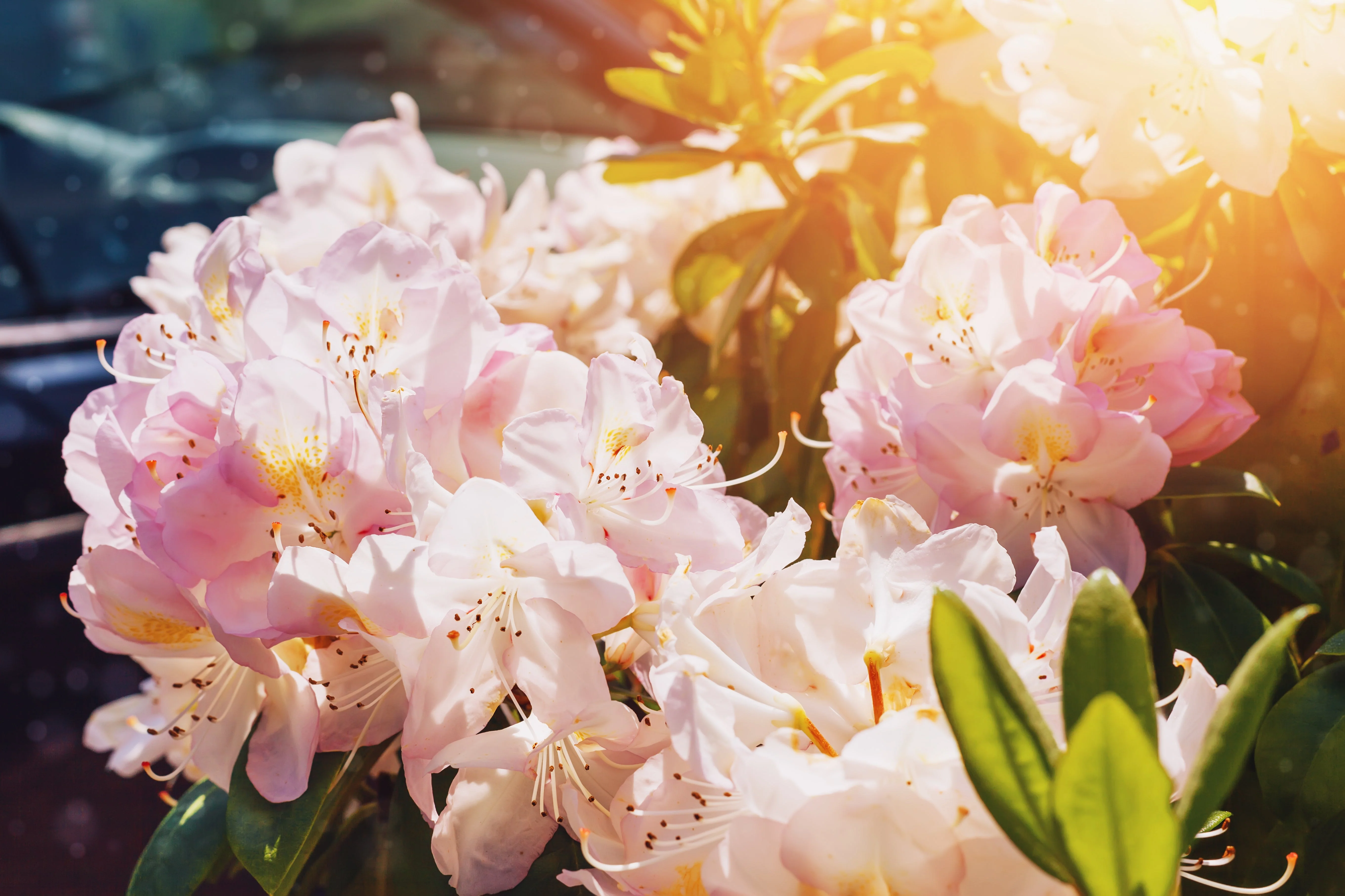 50 Rosebay RHODODENDRON Maximum White Pink Laurel Bush Shrub Flower Seeds - Image 9