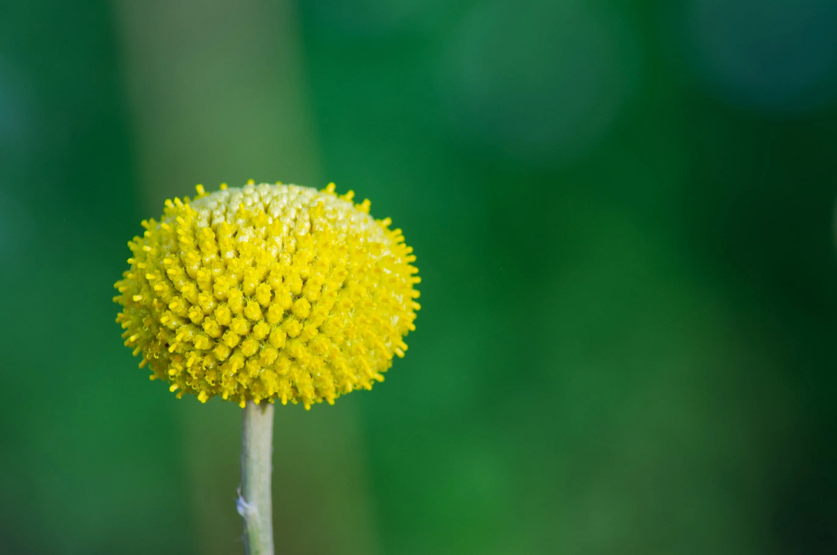 50 ROSILLA Helenium Puberulum Autumn Lollipop Sneezeweed Dogtooth Daisy Helen's Flower Yellow & Red Herb Seeds - Image 5