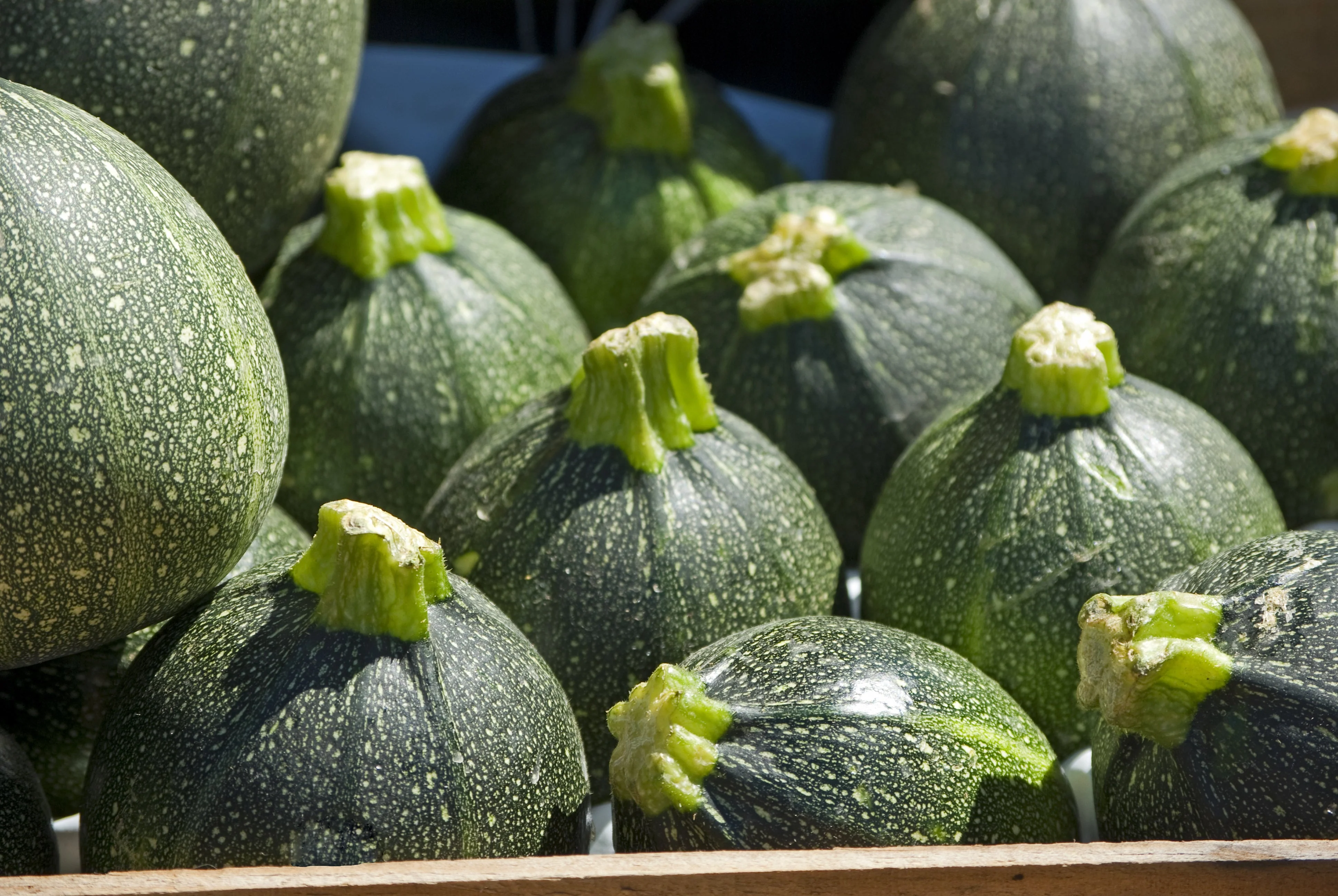 50 ROUND ZUCCHINI Summer SQUASH Cucurbita Pepo Vegetable Seeds - Image 7