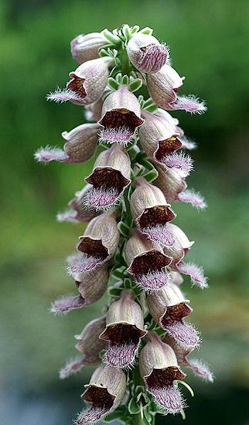 50 RUSTY FOXGLOVE Hummingbird Flower Digitalis Ferruginea Yellow Herald Seeds - Image 2