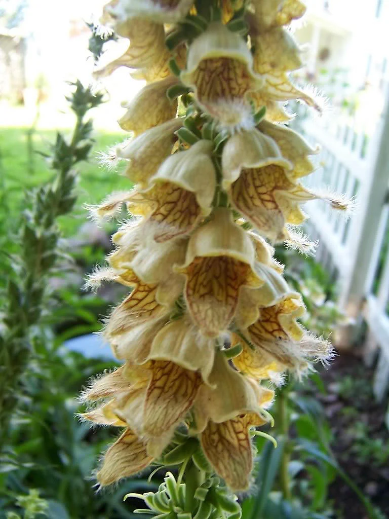 50 RUSTY FOXGLOVE Hummingbird Flower Digitalis Ferruginea Yellow Herald Seeds - Image 5
