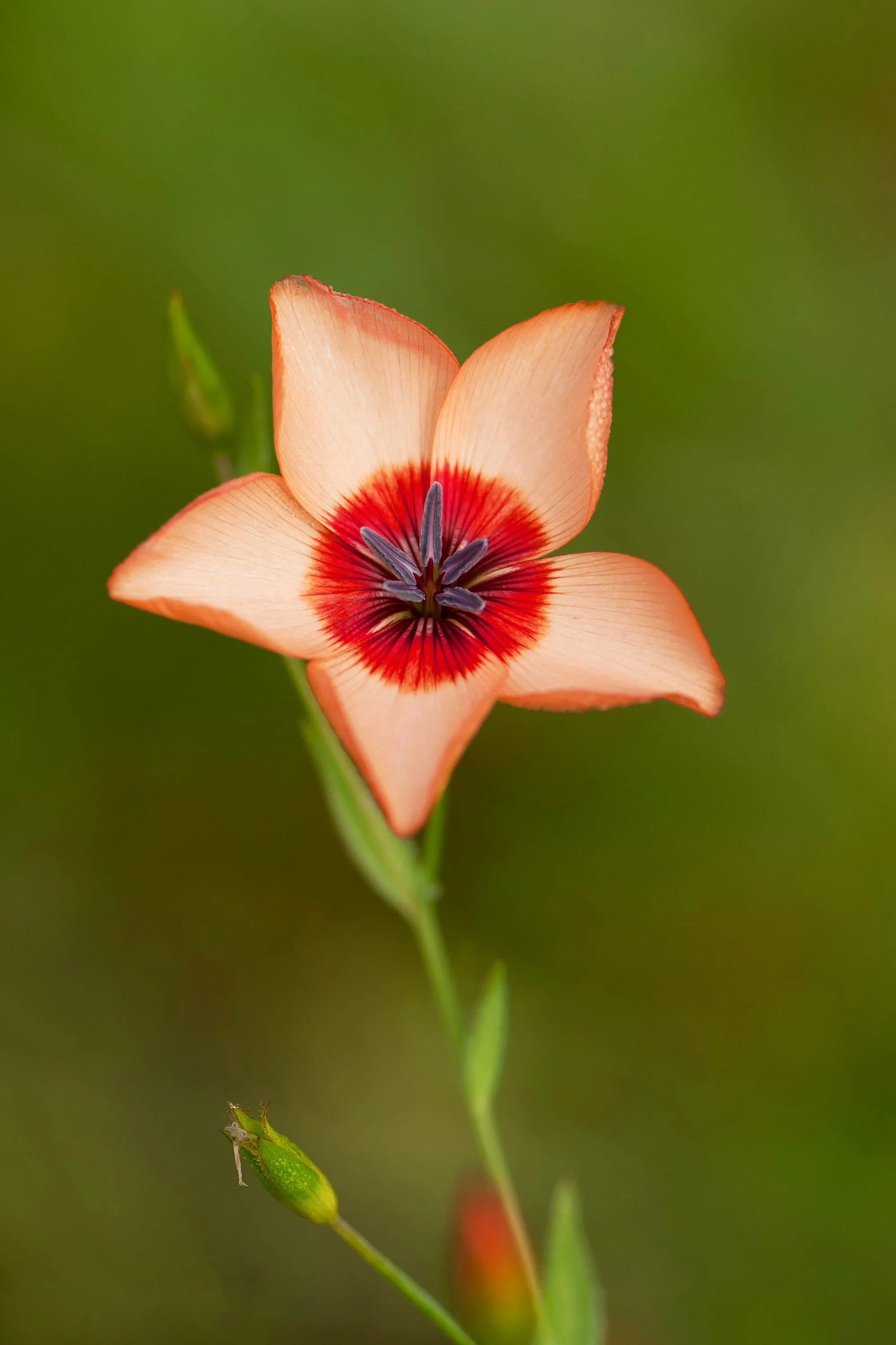 50 SALMON FLAX Linum Grandiflorum 1" Blooms in Salmon Pink with Red Eyes Flower Seeds - Image 4