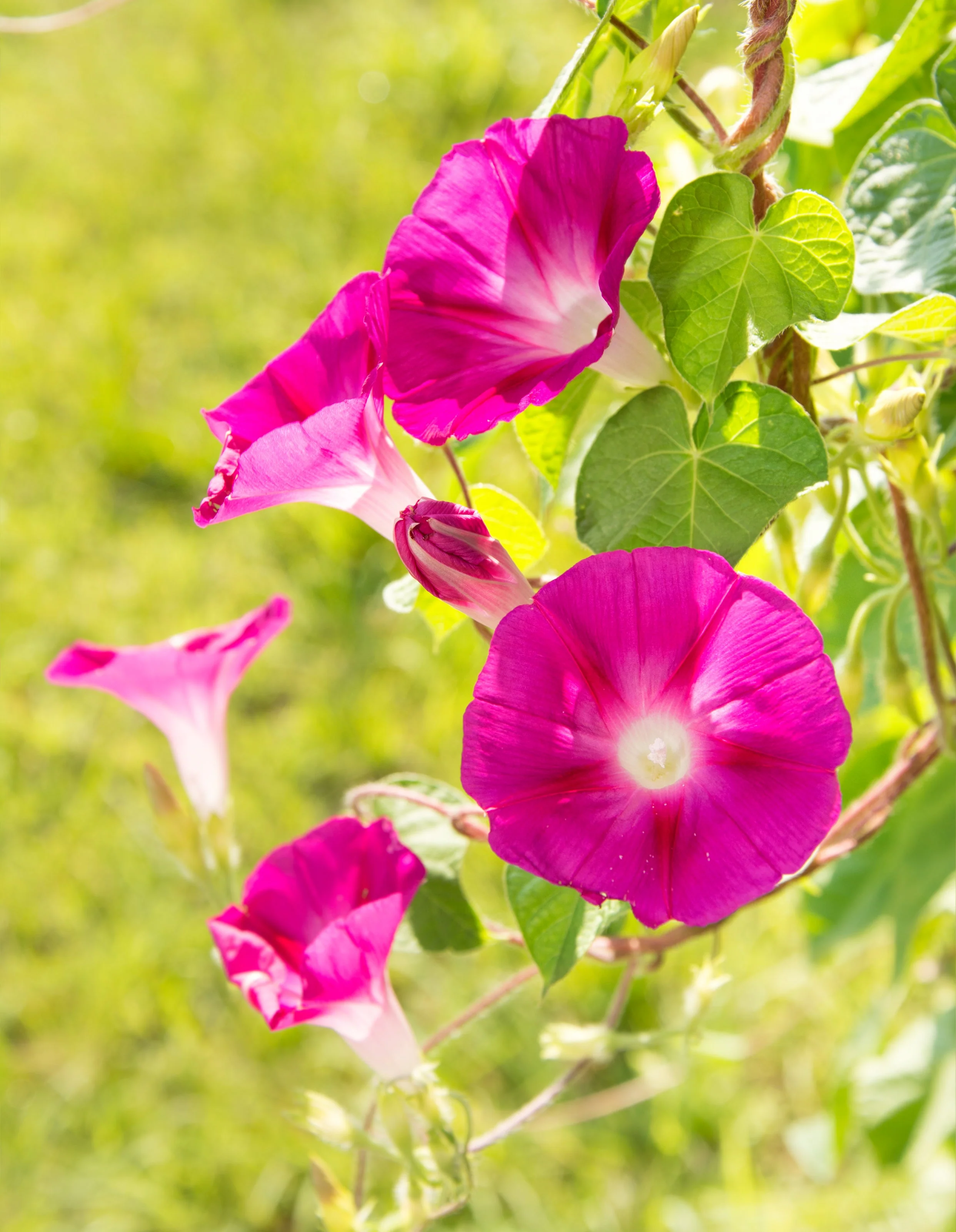 50 SCARLET O'Hara MORNING GLORY Red Ipomoea Nil Flower Vine Seeds - Image 10