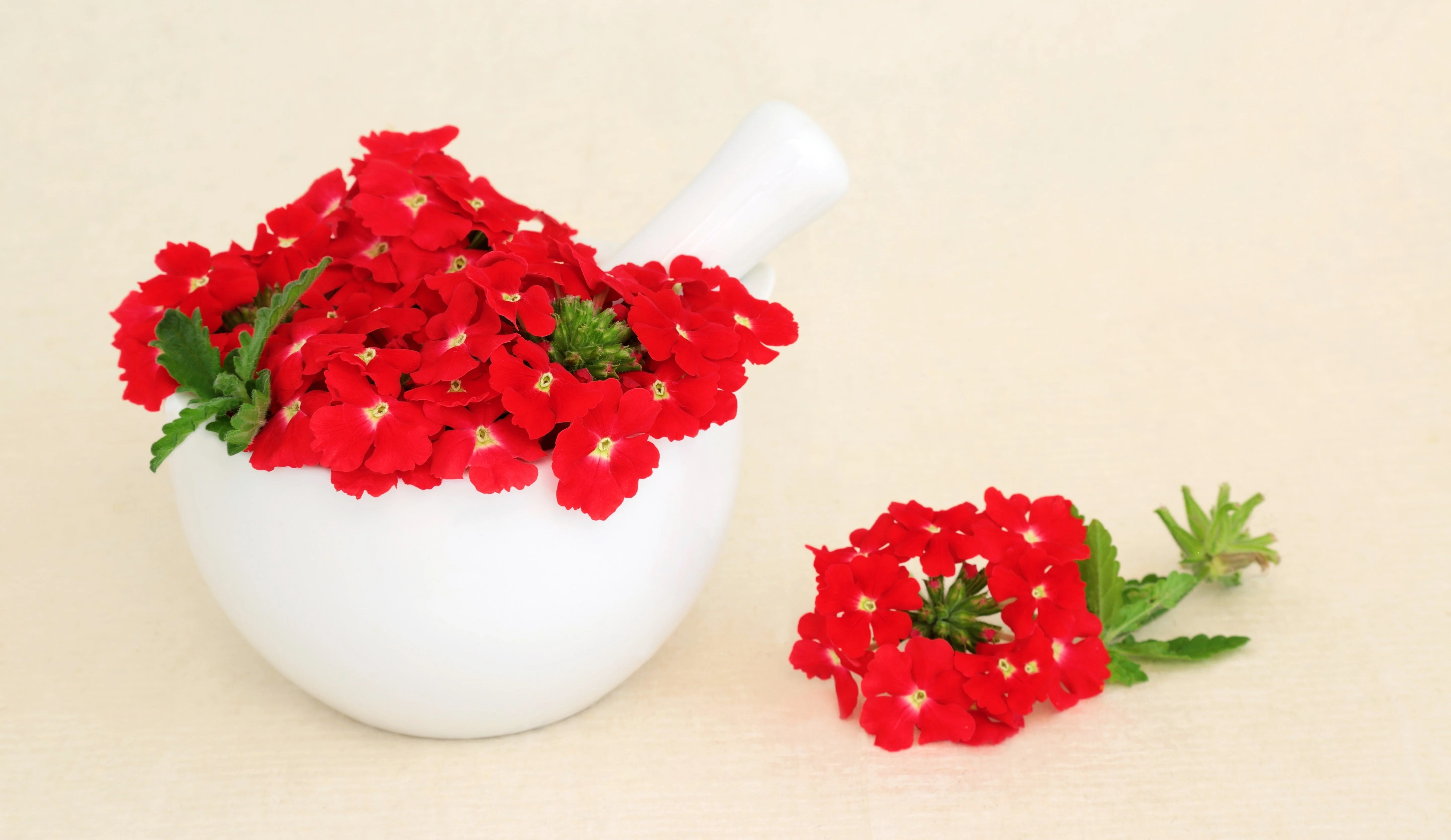 50 SCARLET VERBENA Red Nana Compacta Fragrant Flower Seeds - Image 13