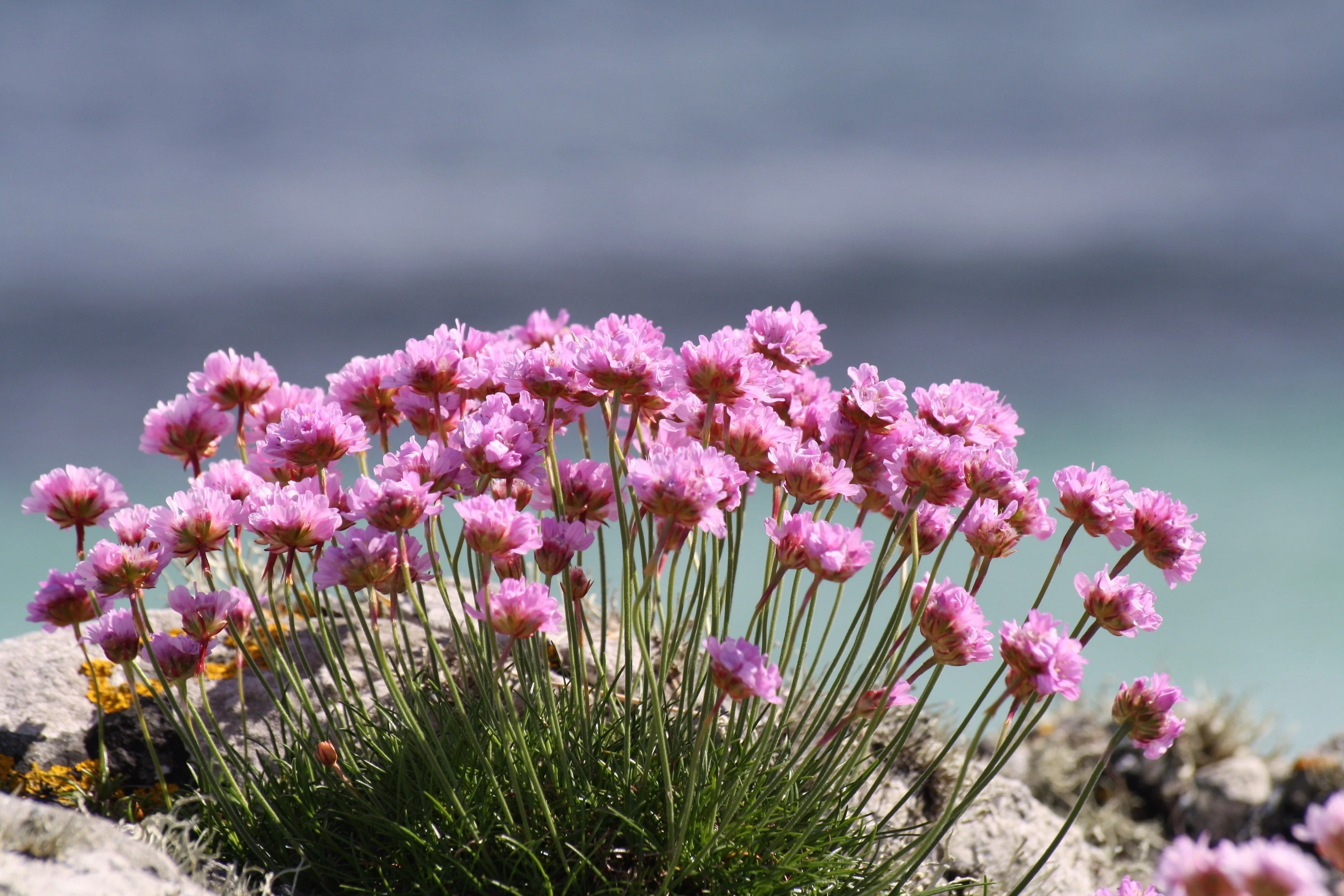 50 SEA THRIFT Armeria Maritima California Sea Pink Cliff Rose Cushion Pink Lavender Native Maritime Flower Seeds - Image 6