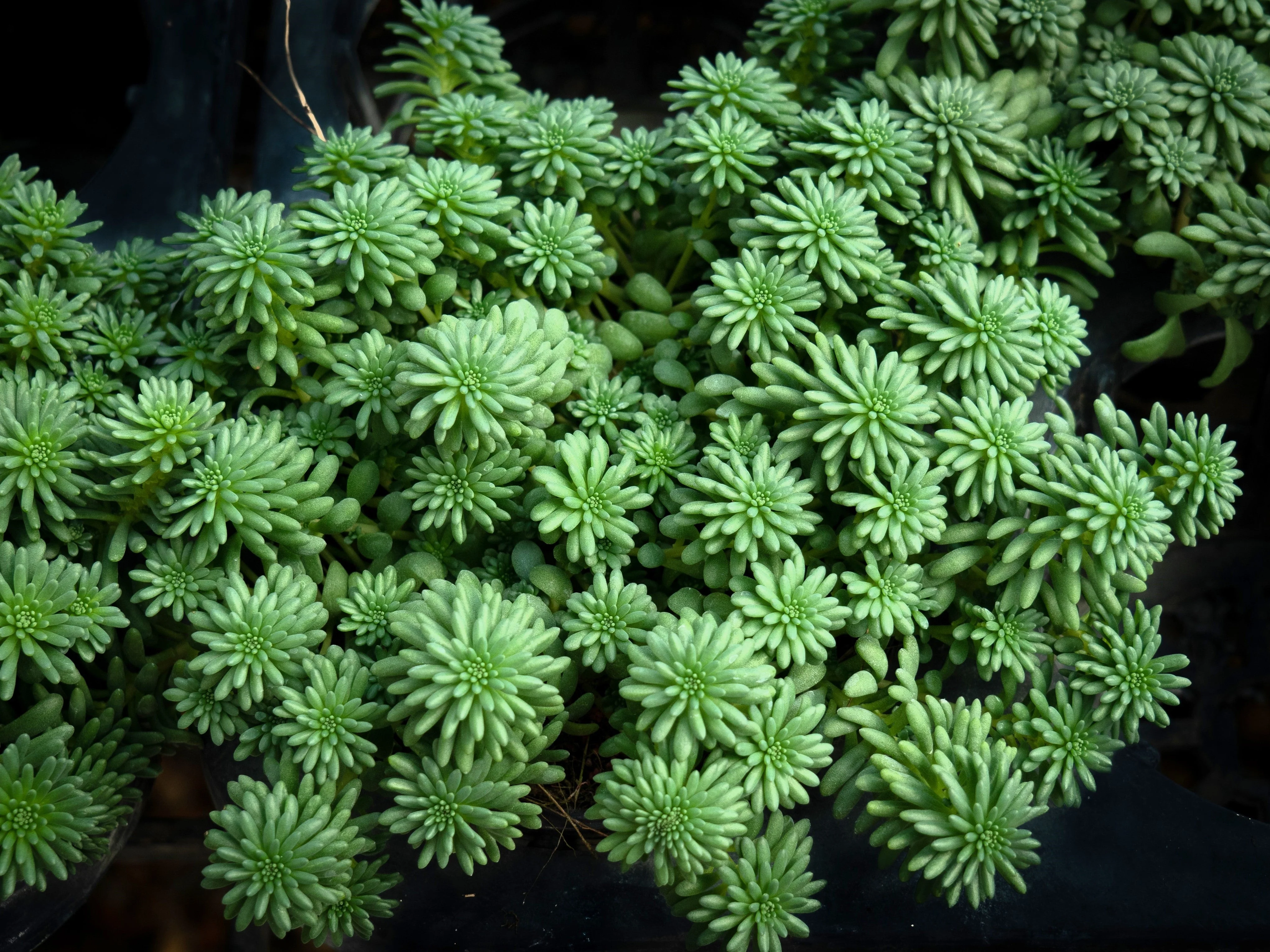 50 SEASTAR / WIDOWS Cross SEDUM Sea Star Stonecrop Sedum Pulchellum Flower Seeds - Image 2