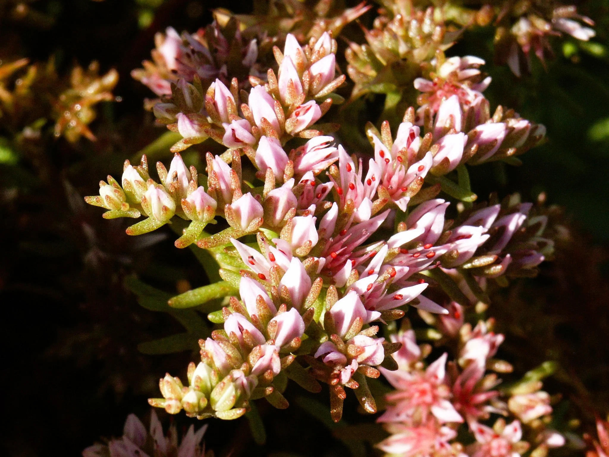 50 SEASTAR / WIDOWS Cross SEDUM Sea Star Stonecrop Sedum Pulchellum Flower Seeds - Image 3