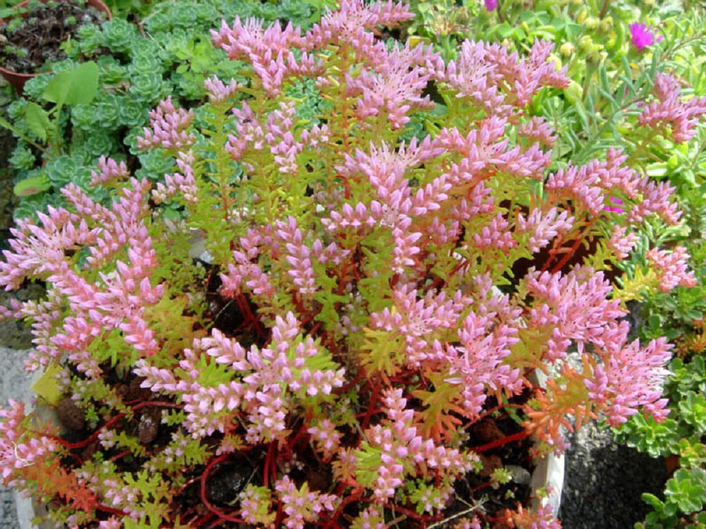50 SEASTAR / WIDOWS Cross SEDUM Sea Star Stonecrop Sedum Pulchellum Flower Seeds - Image 4