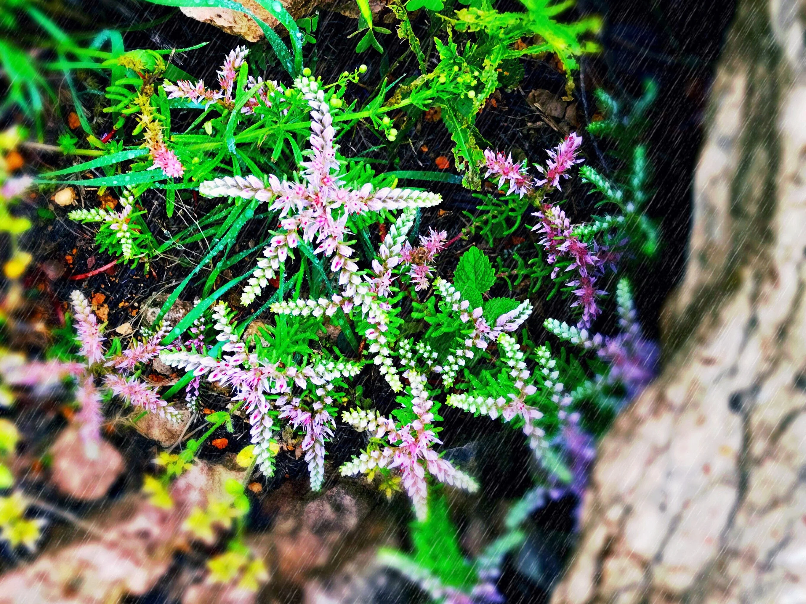 50 SEASTAR / WIDOWS Cross SEDUM Sea Star Stonecrop Sedum Pulchellum Flower Seeds - Image 5