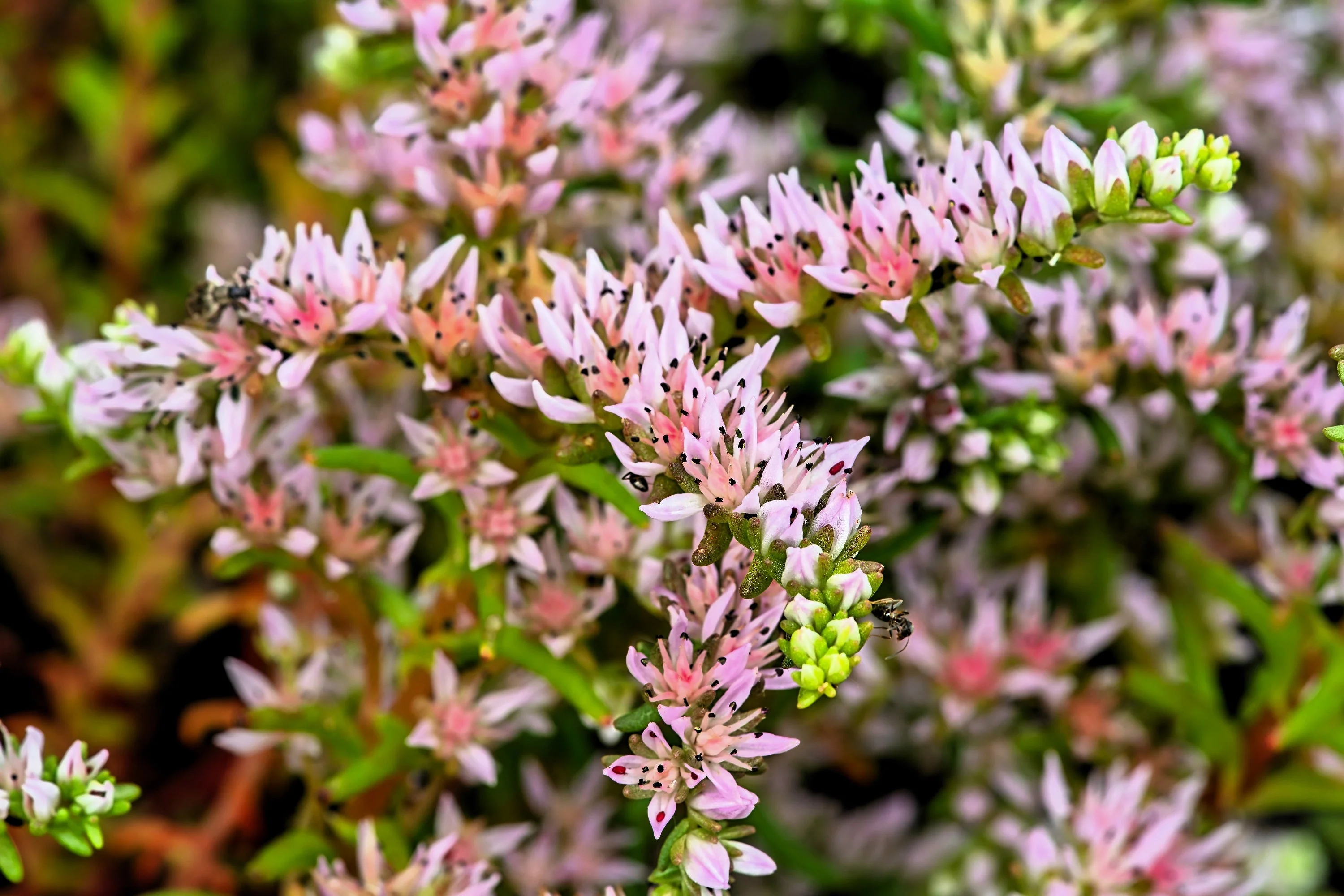 50 SEASTAR / WIDOWS Cross SEDUM Sea Star Stonecrop Sedum Pulchellum Flower Seeds - Image 6