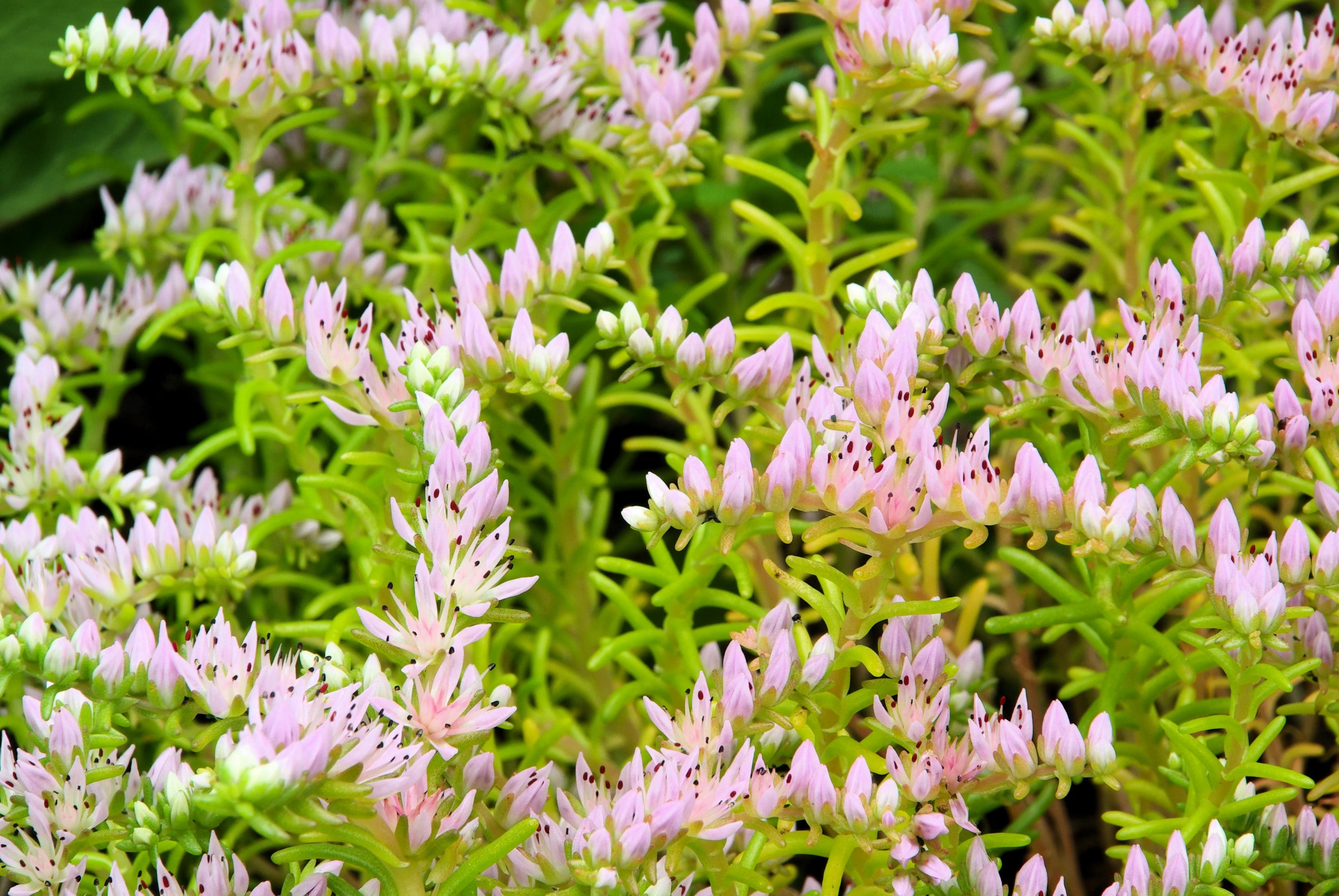 50 SEASTAR / WIDOWS Cross SEDUM Sea Star Stonecrop Sedum Pulchellum Flower Seeds - Image 7