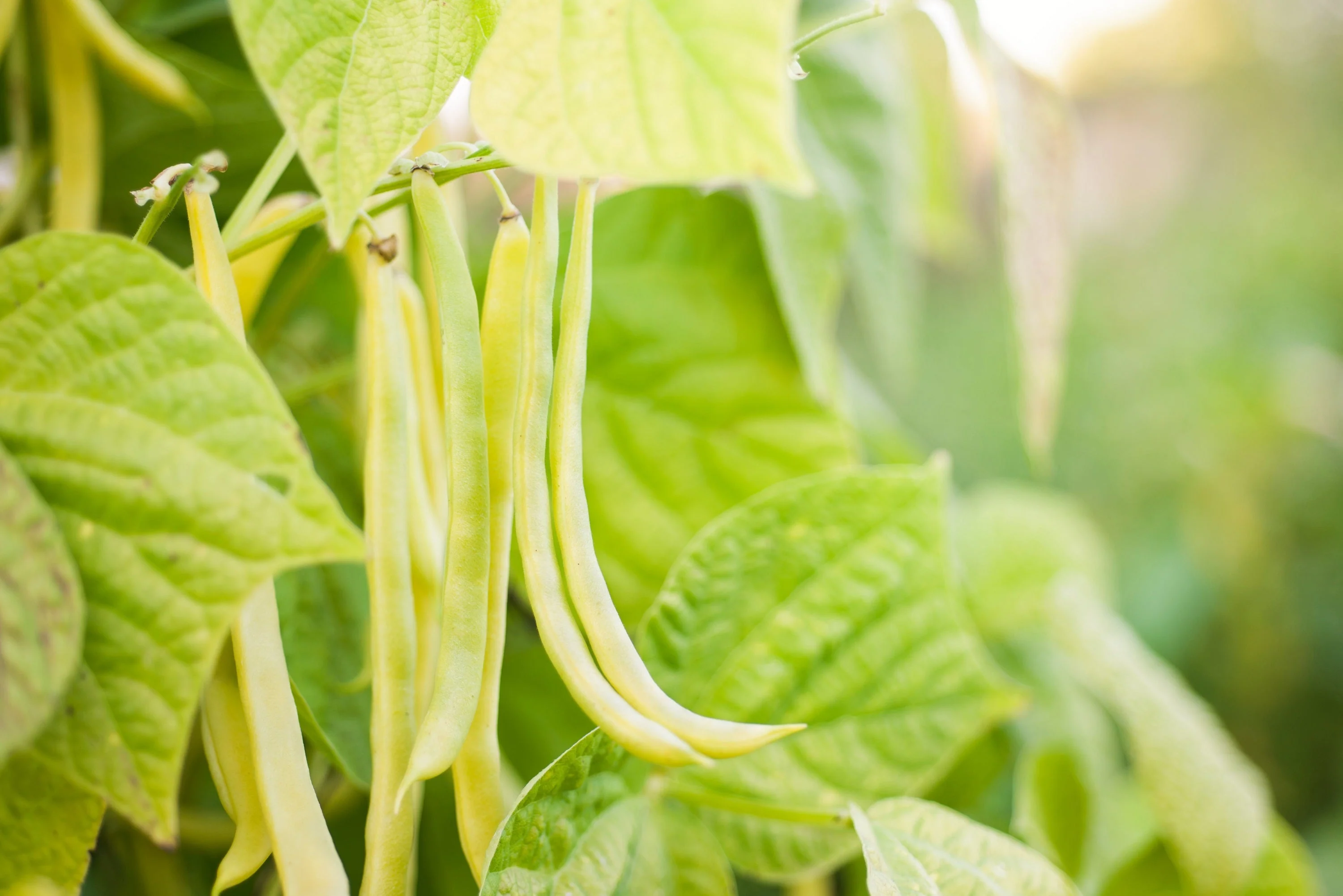 50 ' SLENDERWAX ' WAX BEAN Golden Yellow Bush Phaseolus Vulgaris Vegetable Seeds - Image 4