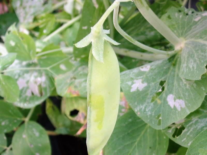 50 SNOW PEA Pisum Sativum Vegetable Seeds - Image 5