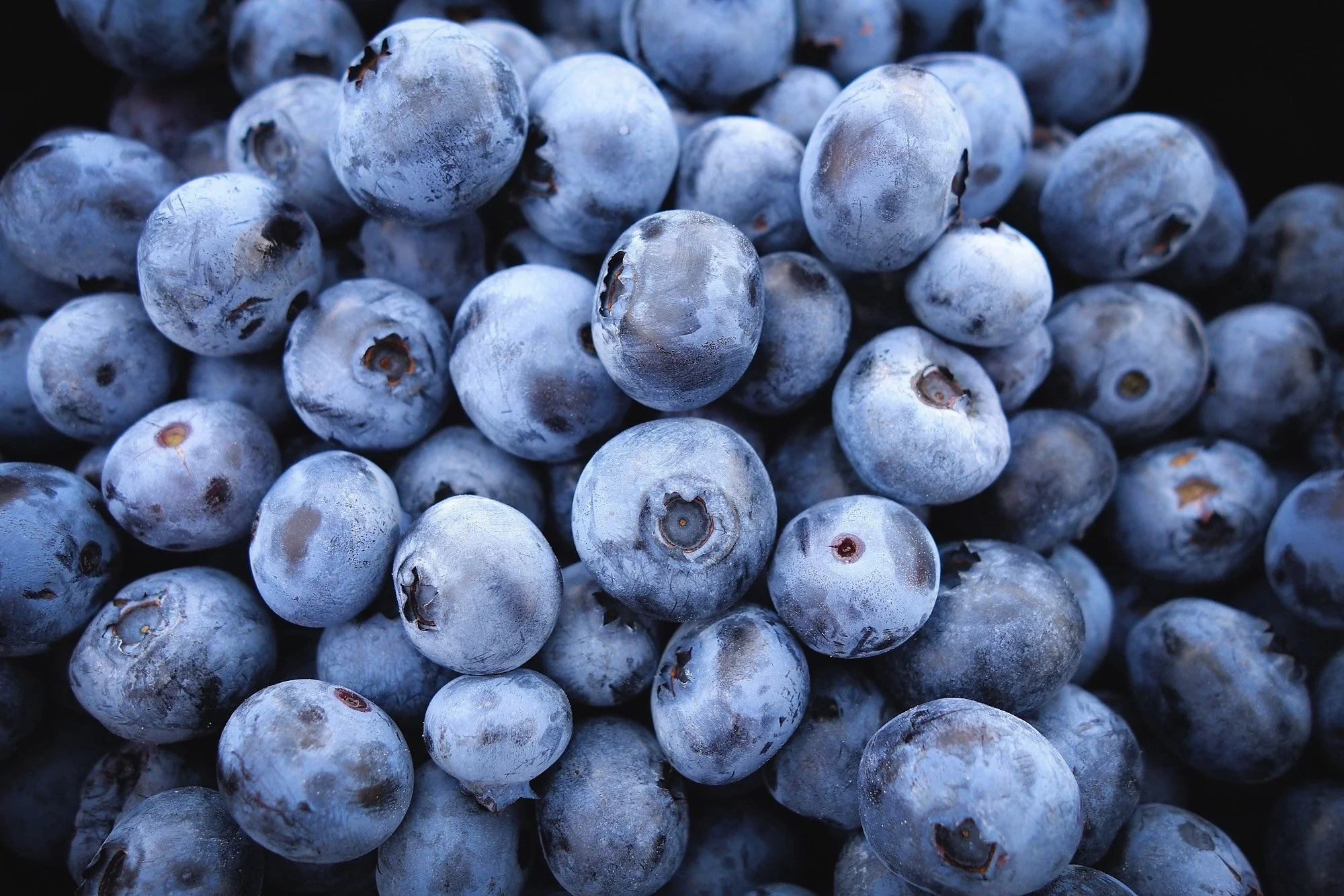 50 SOUTHERN HIGHBUSH BLUEBERRY Pre-Stratified Vaccinium Corymbosum Blue Berry Fruit Bush Shrub Seeds - Image 6