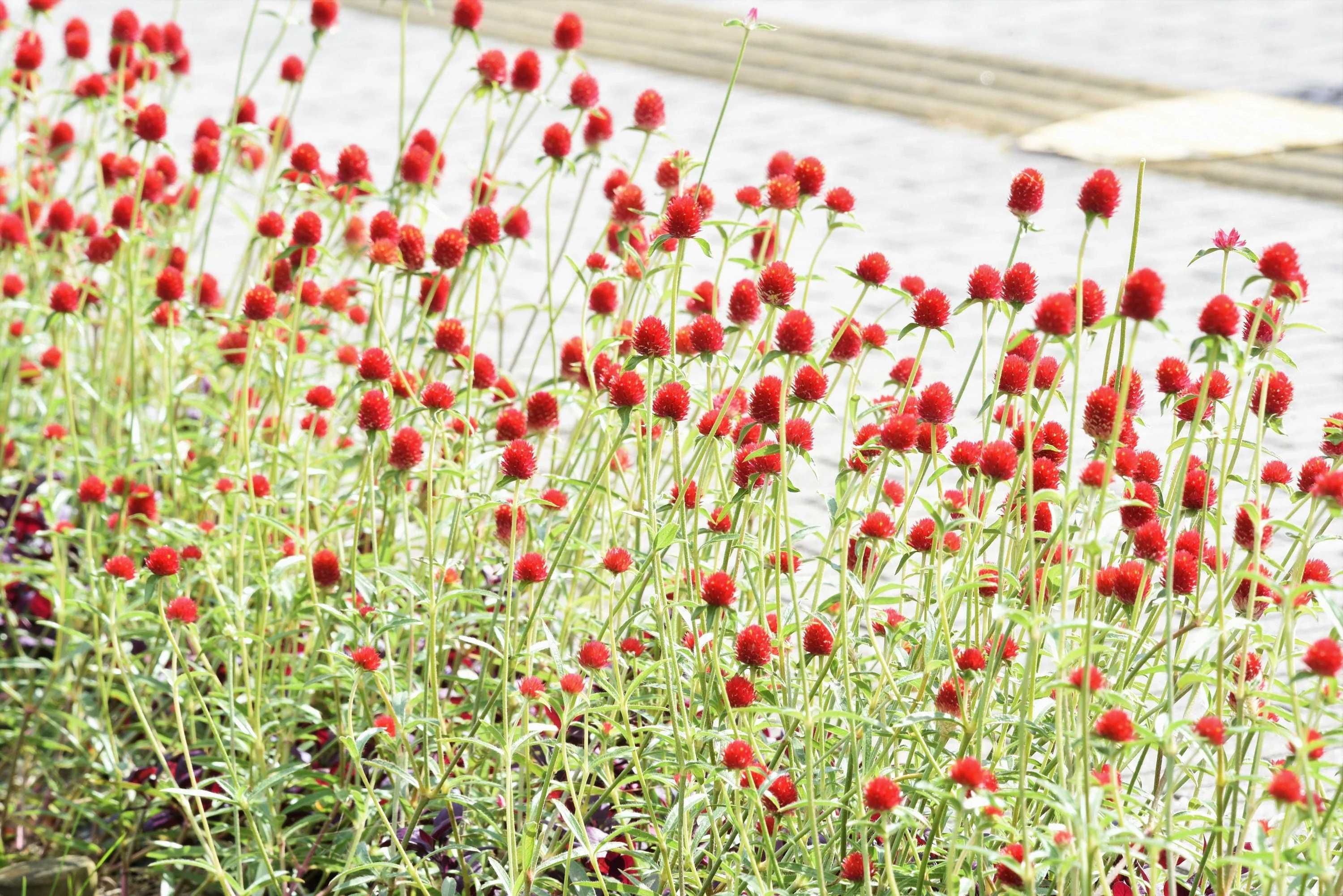 50 STRAWBERRY FIELDS GOMPHRENA Haageana Rio Grande Globe Amaranth Scarlet Red Flower Seeds - Image 3