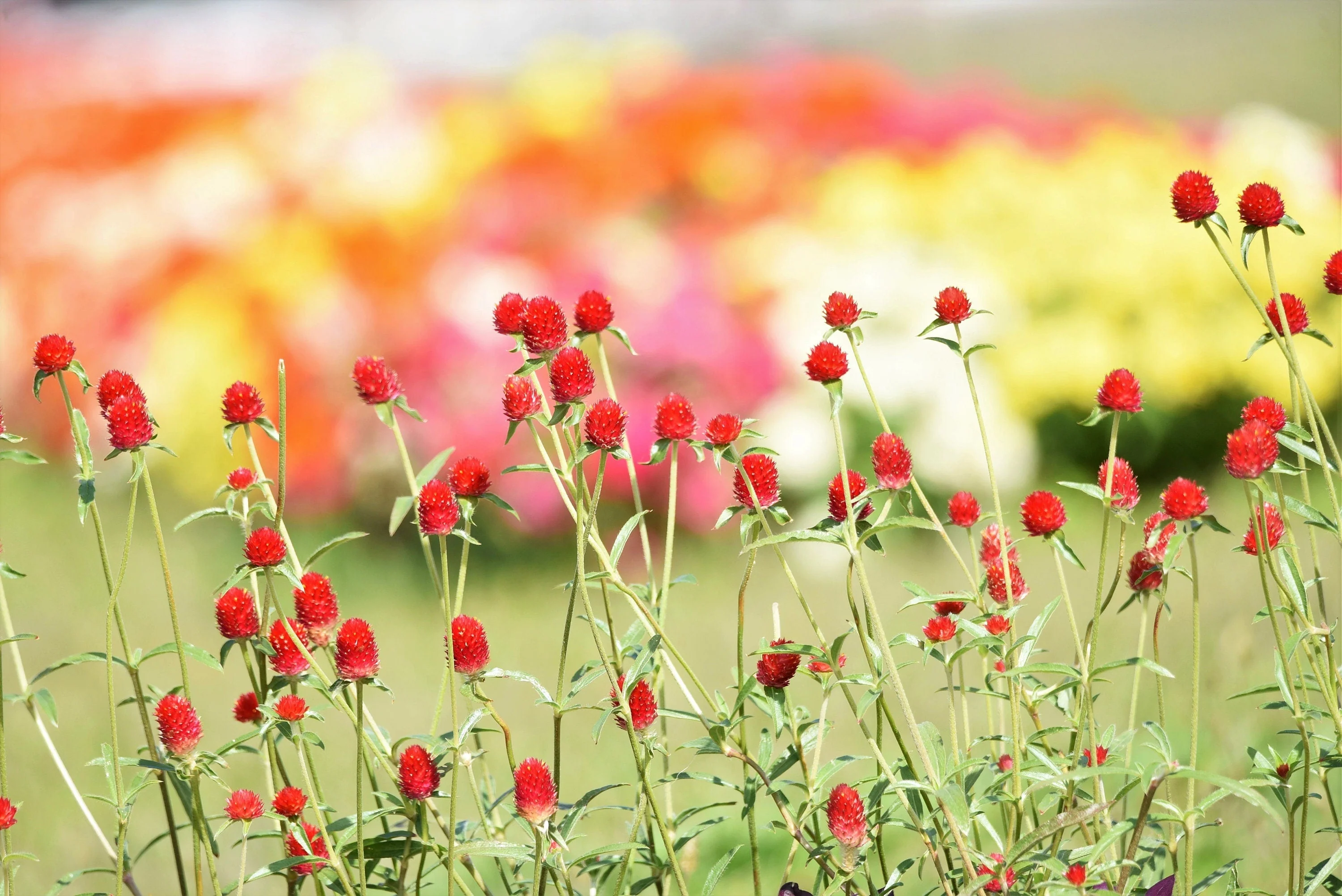 50 STRAWBERRY FIELDS GOMPHRENA Haageana Rio Grande Globe Amaranth Scarlet Red Flower Seeds - Image 6