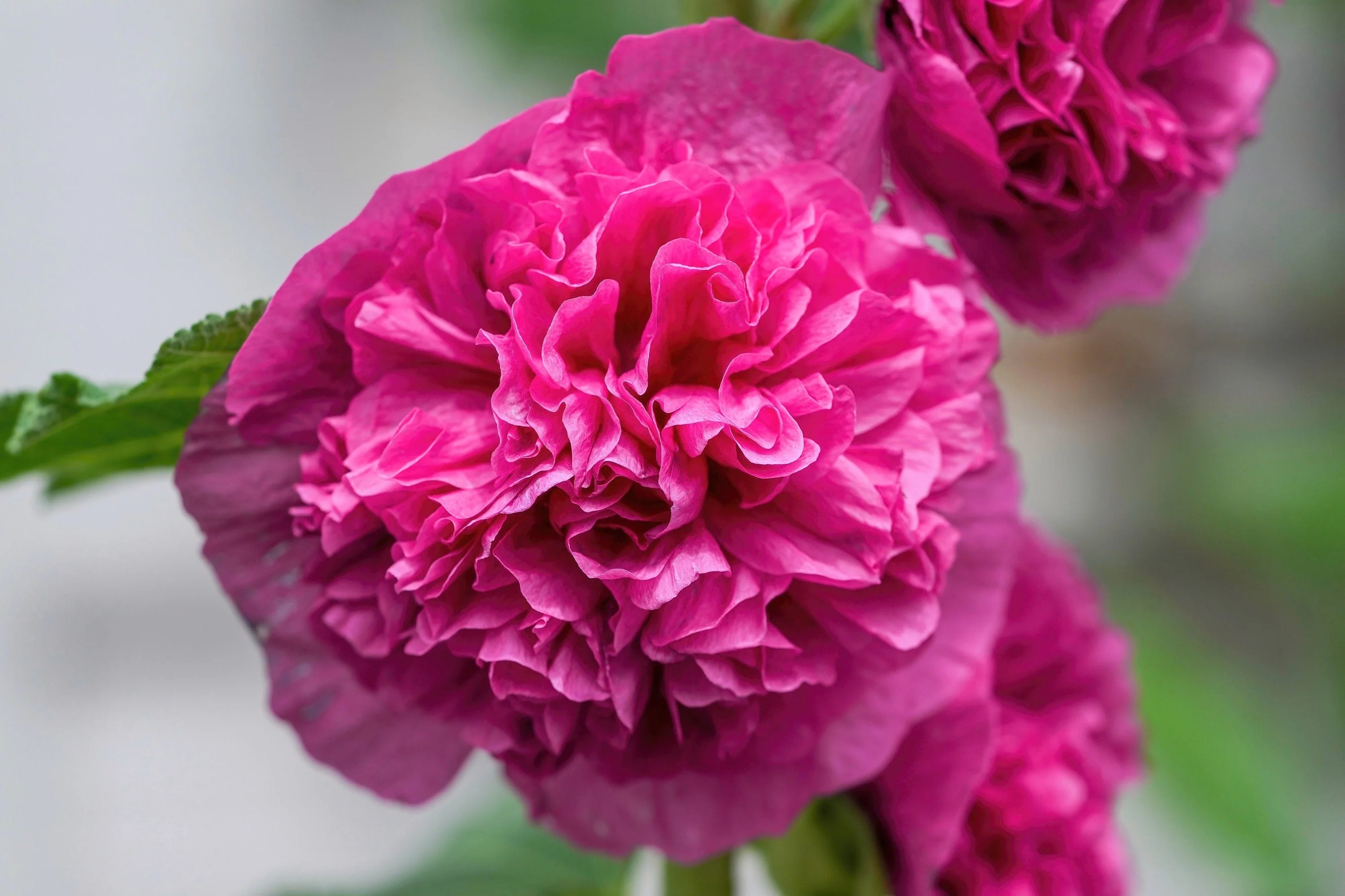 50 SUMMER CARNIVAL HOLLYHOCK Double Mixed Colors Red Pink White Yellow Peach Alcea Rosea Flower Seeds - Image 7
