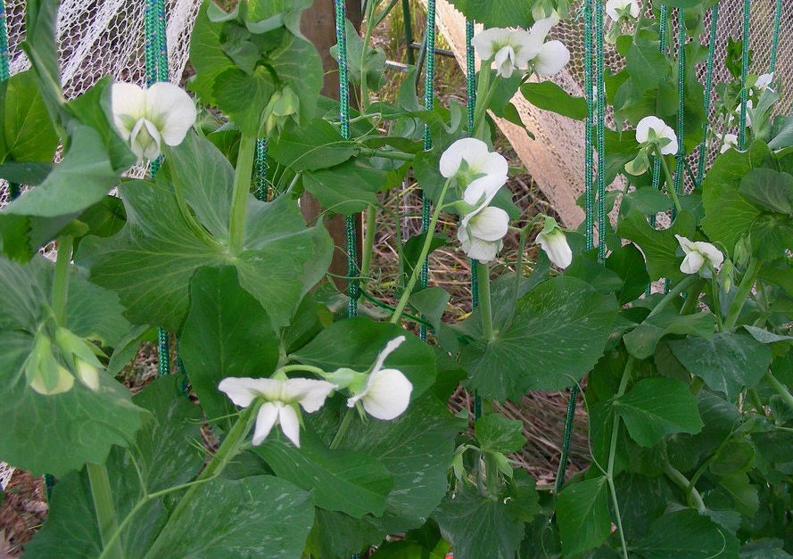 50 Super SUGAR SNAP PEA Pisum Sativum Macrocarpon Vegetable Seeds - Image 2